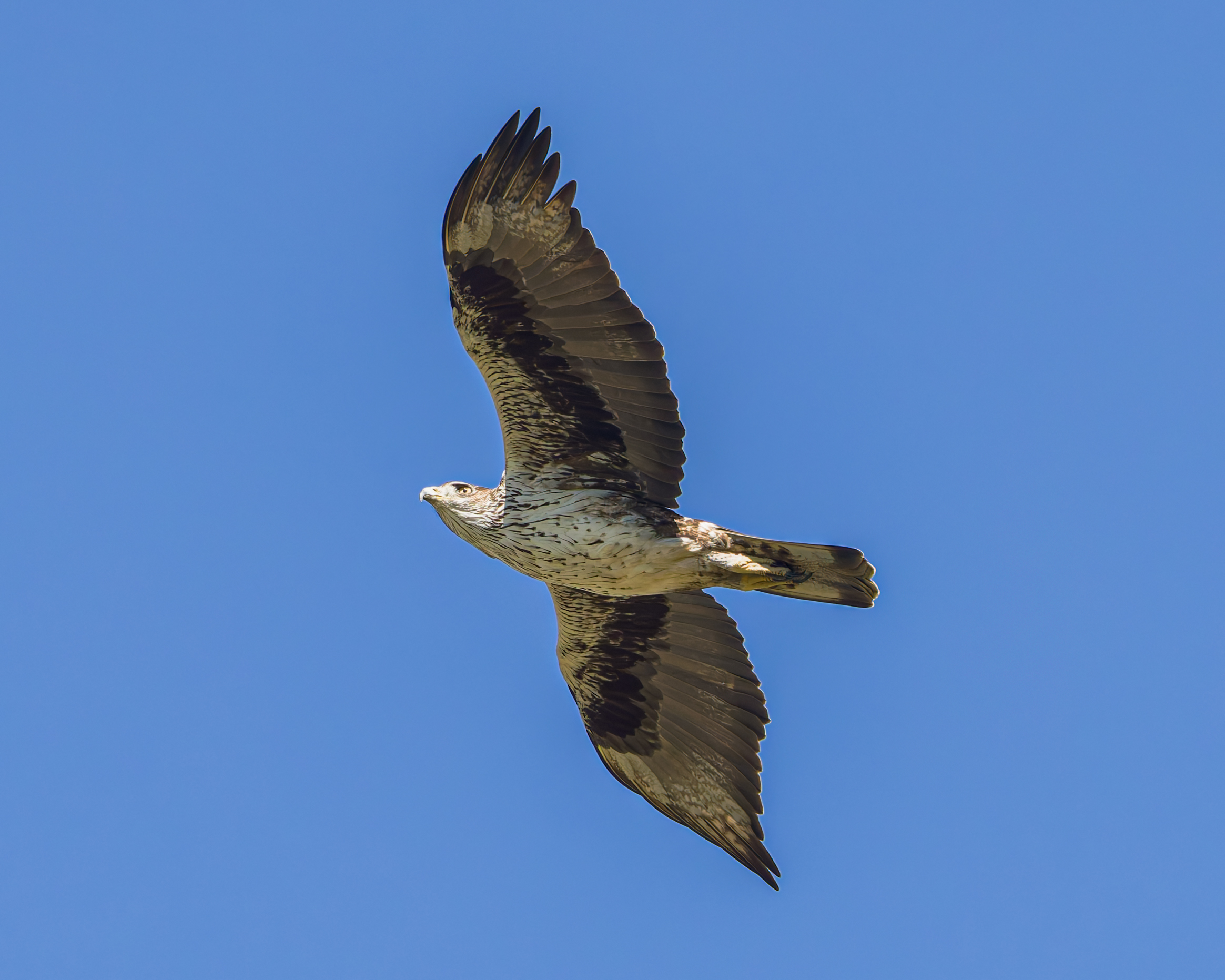 Bonelli's Eagle