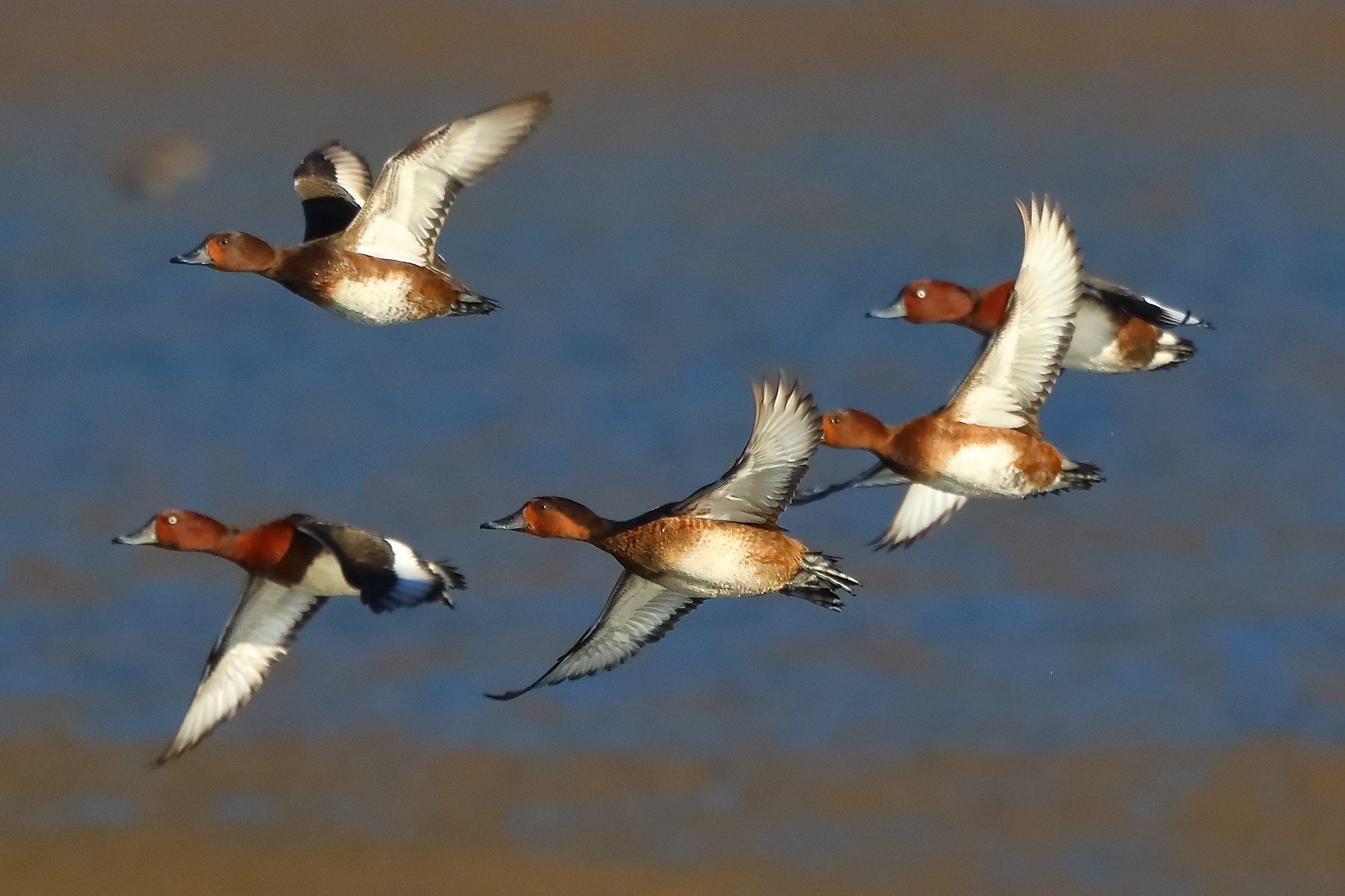 Morette T 15 gennaio 2022