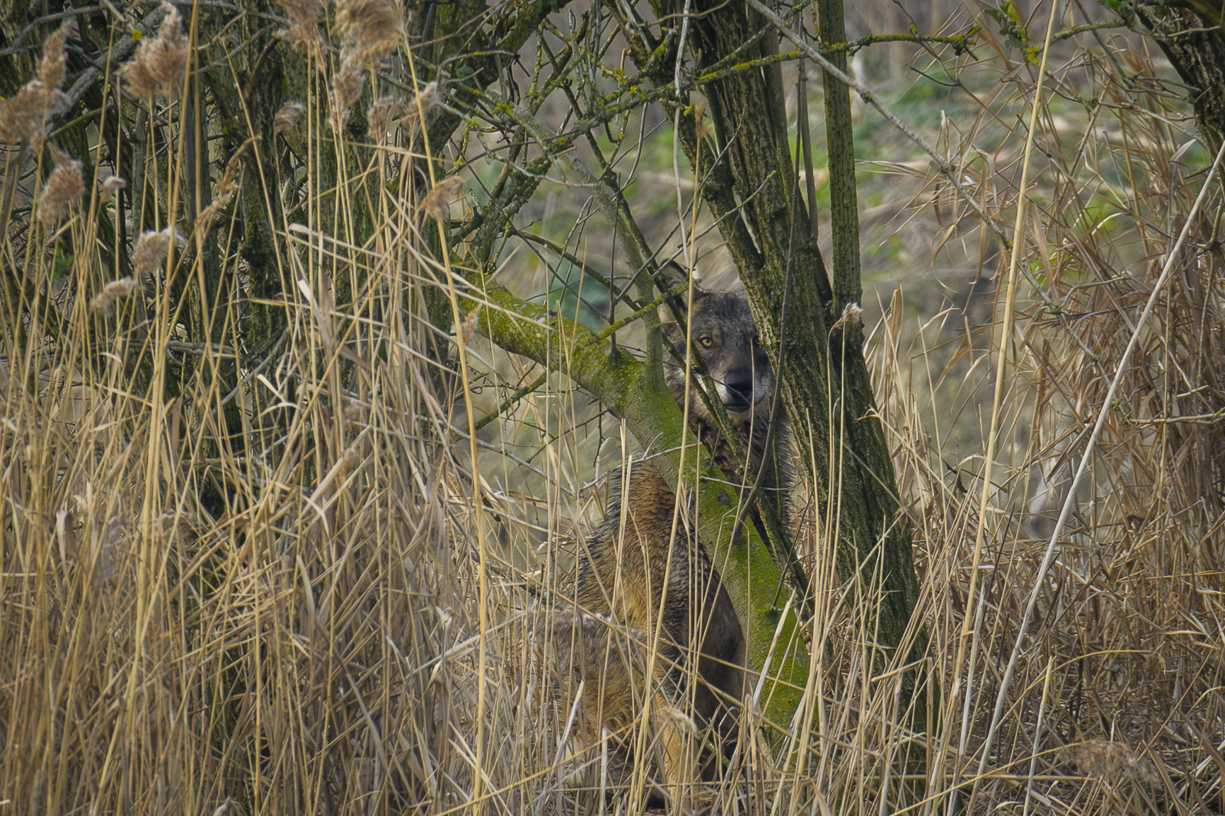 Unexpected encounter