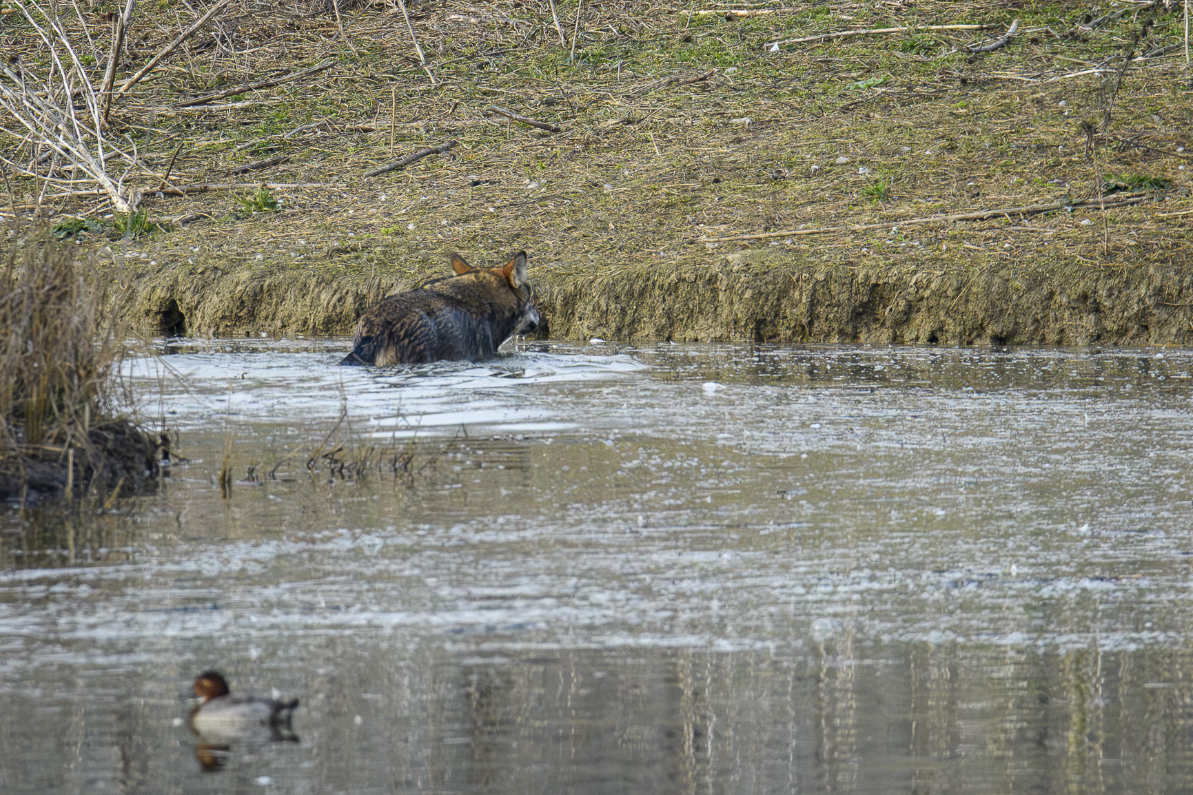 Unexpected Encounter 3