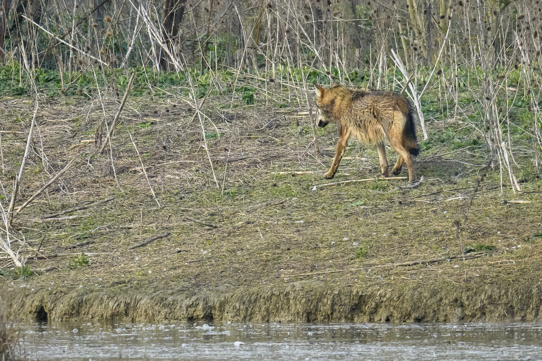 Unexpected Encounter 5