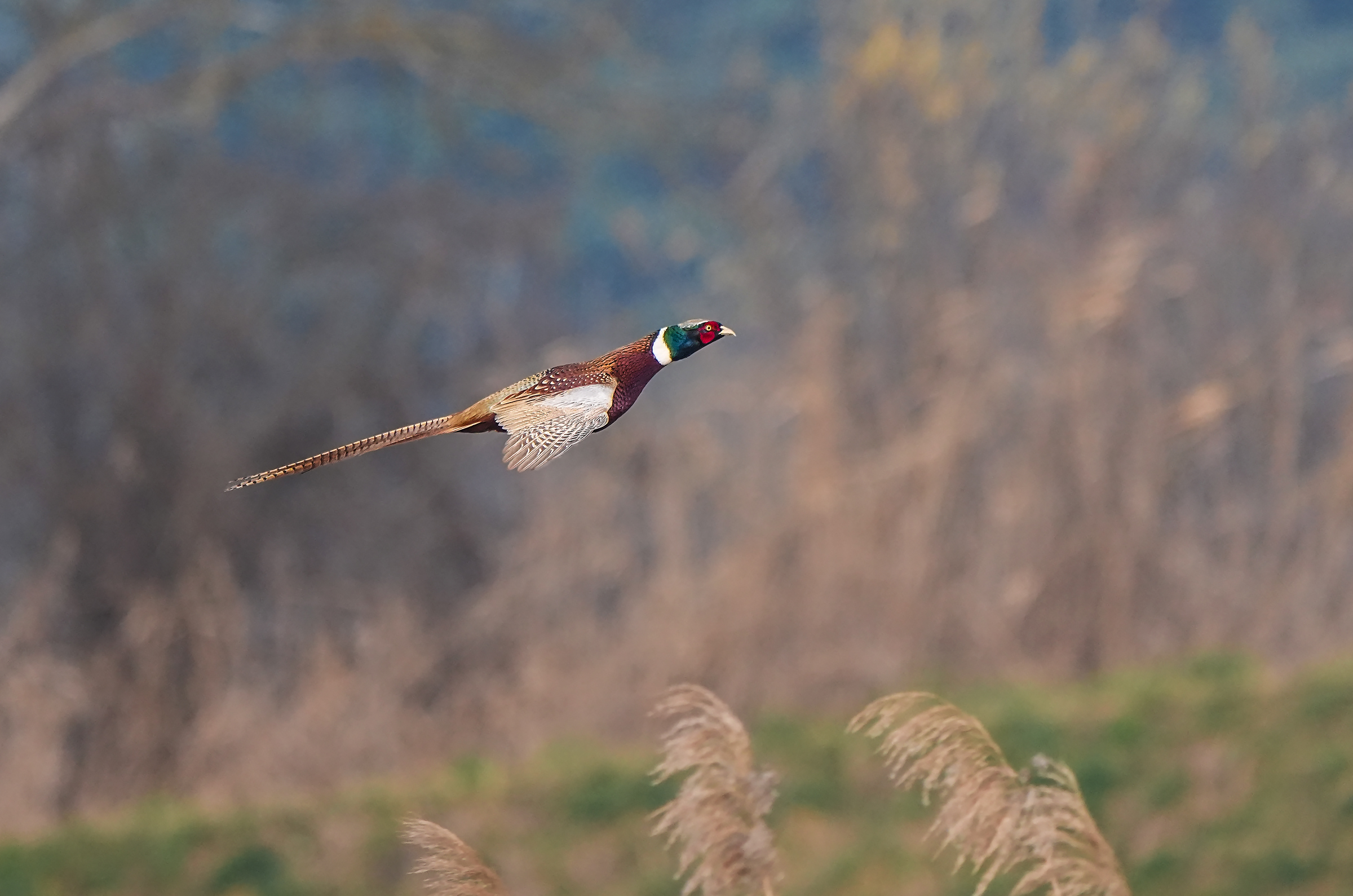 The flight
