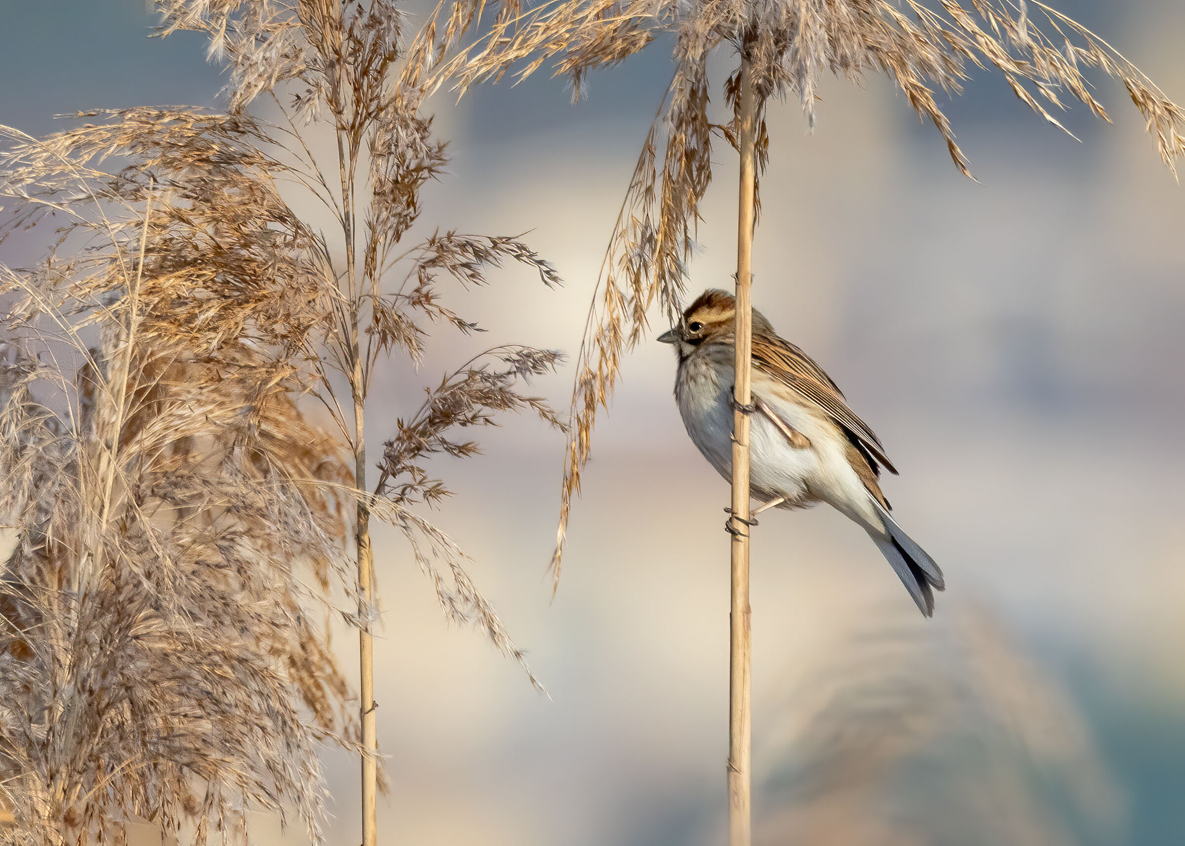 Migliarino di plaude