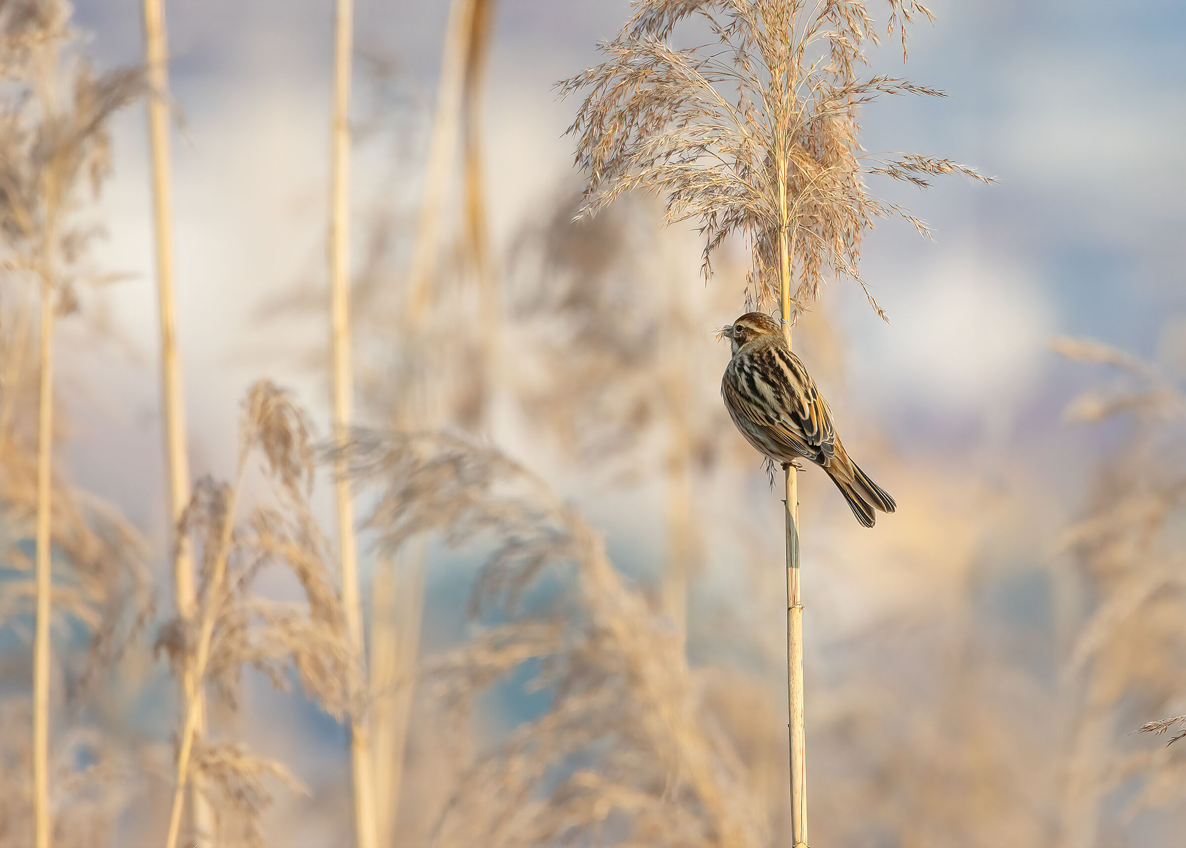 Migliarino di plaude