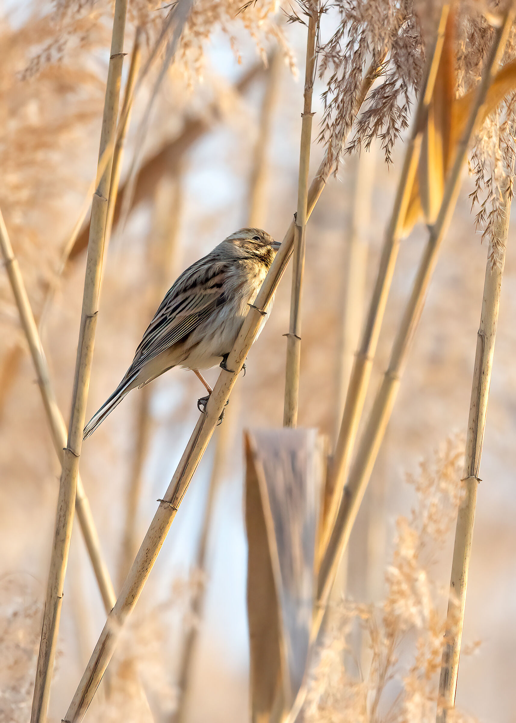 Migliarino di plaude