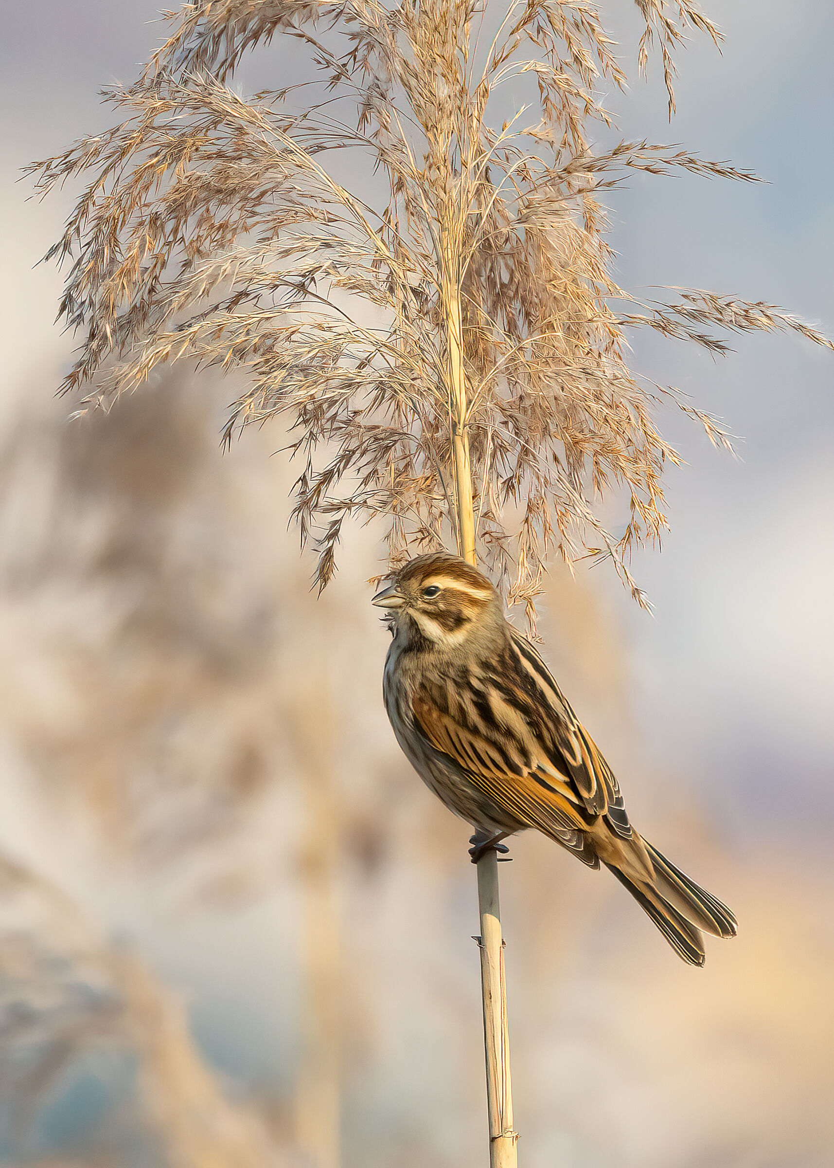 Migliarino di plaude