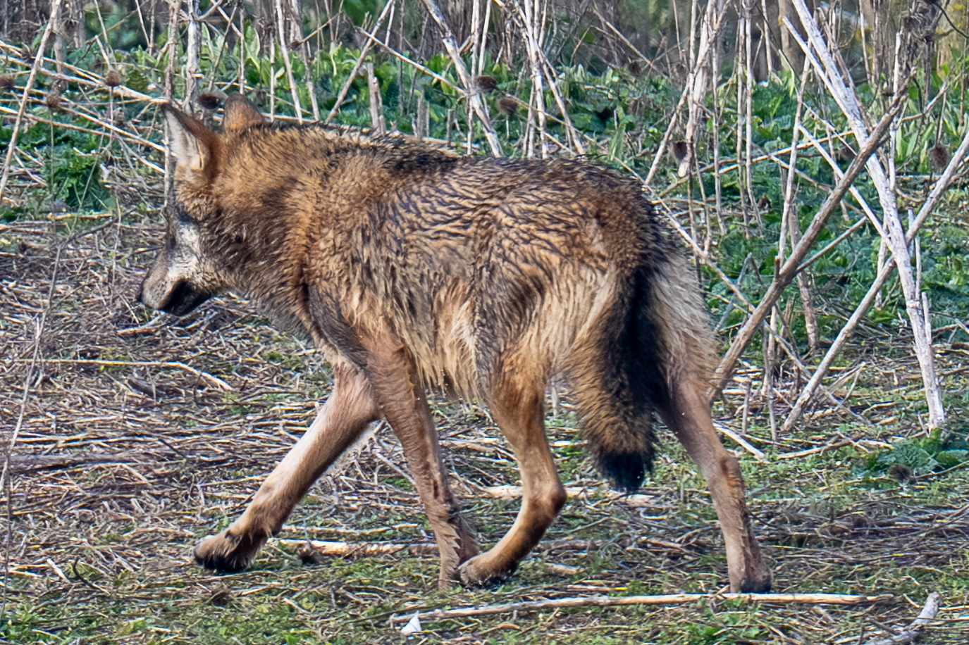 wolf Alberto