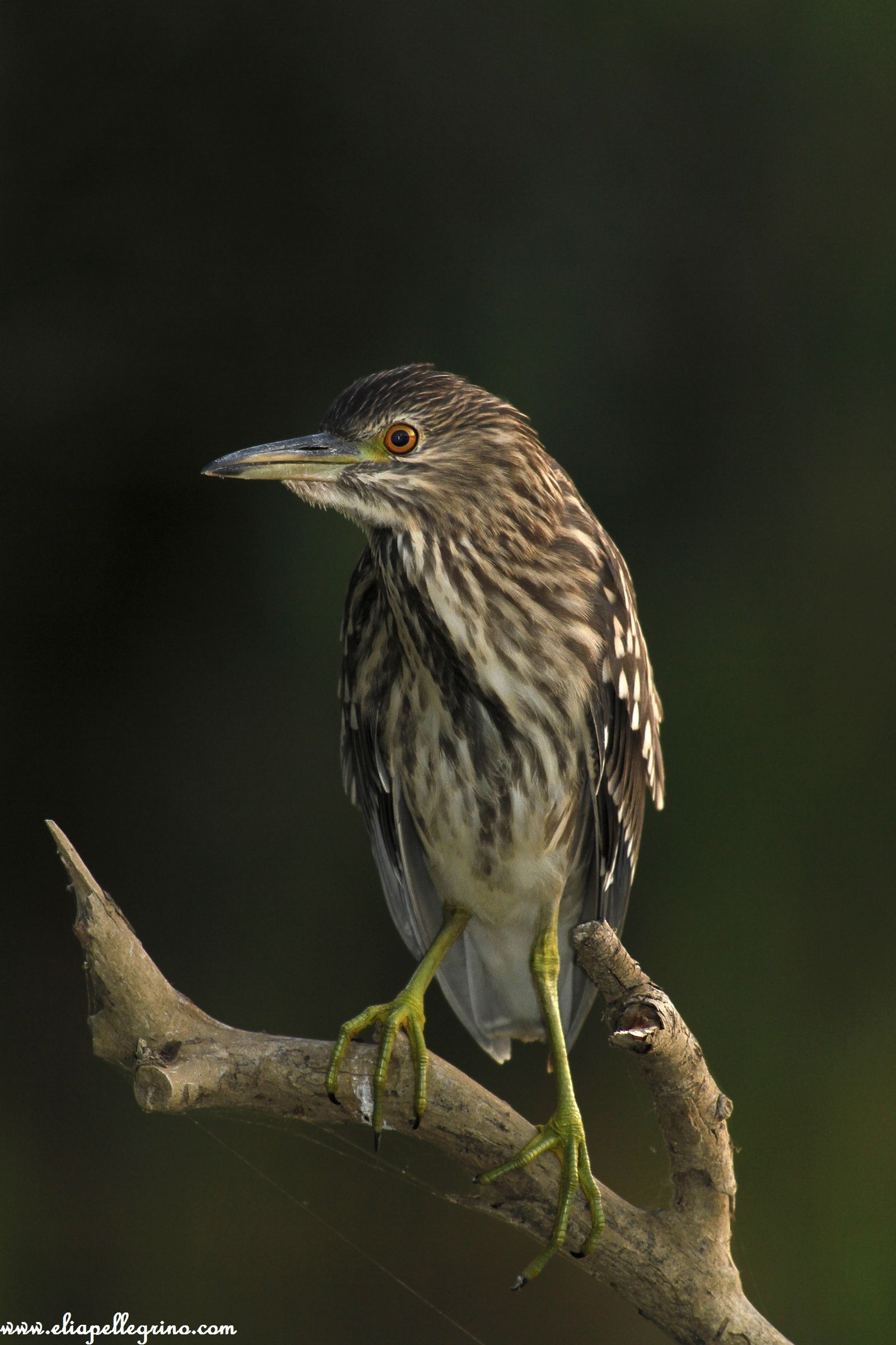 nitticora in notturna con flash3