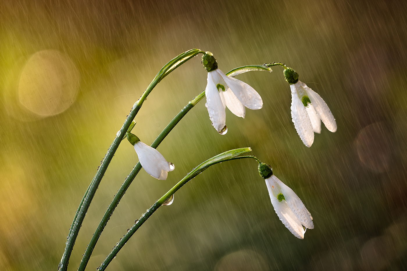 Snowdrops