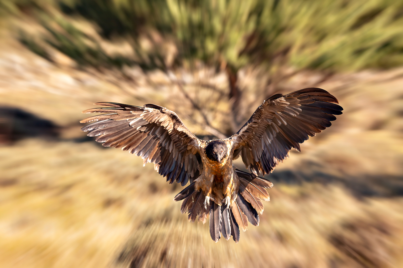 Bearded vulture juv.