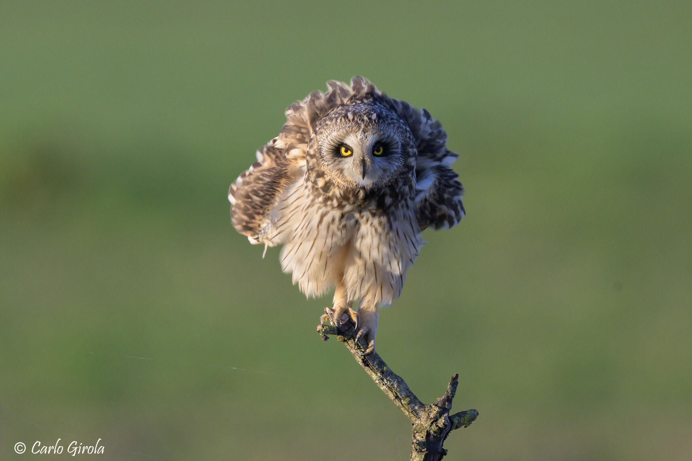 Gufo di palude (Asio flammeus)