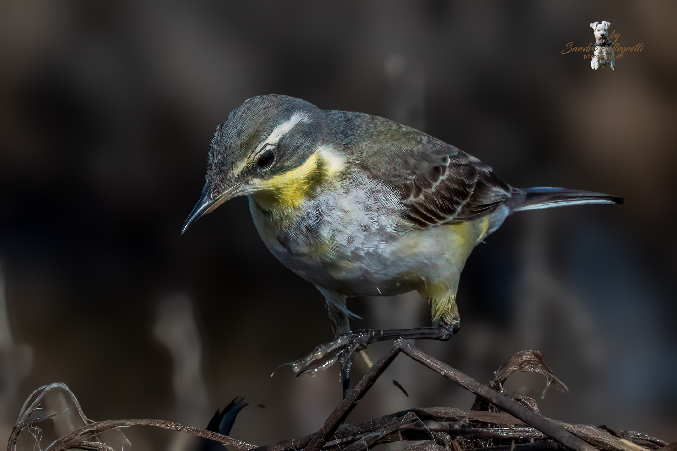 Cutrettola del Pacifico (Motacilla tschutschensis)