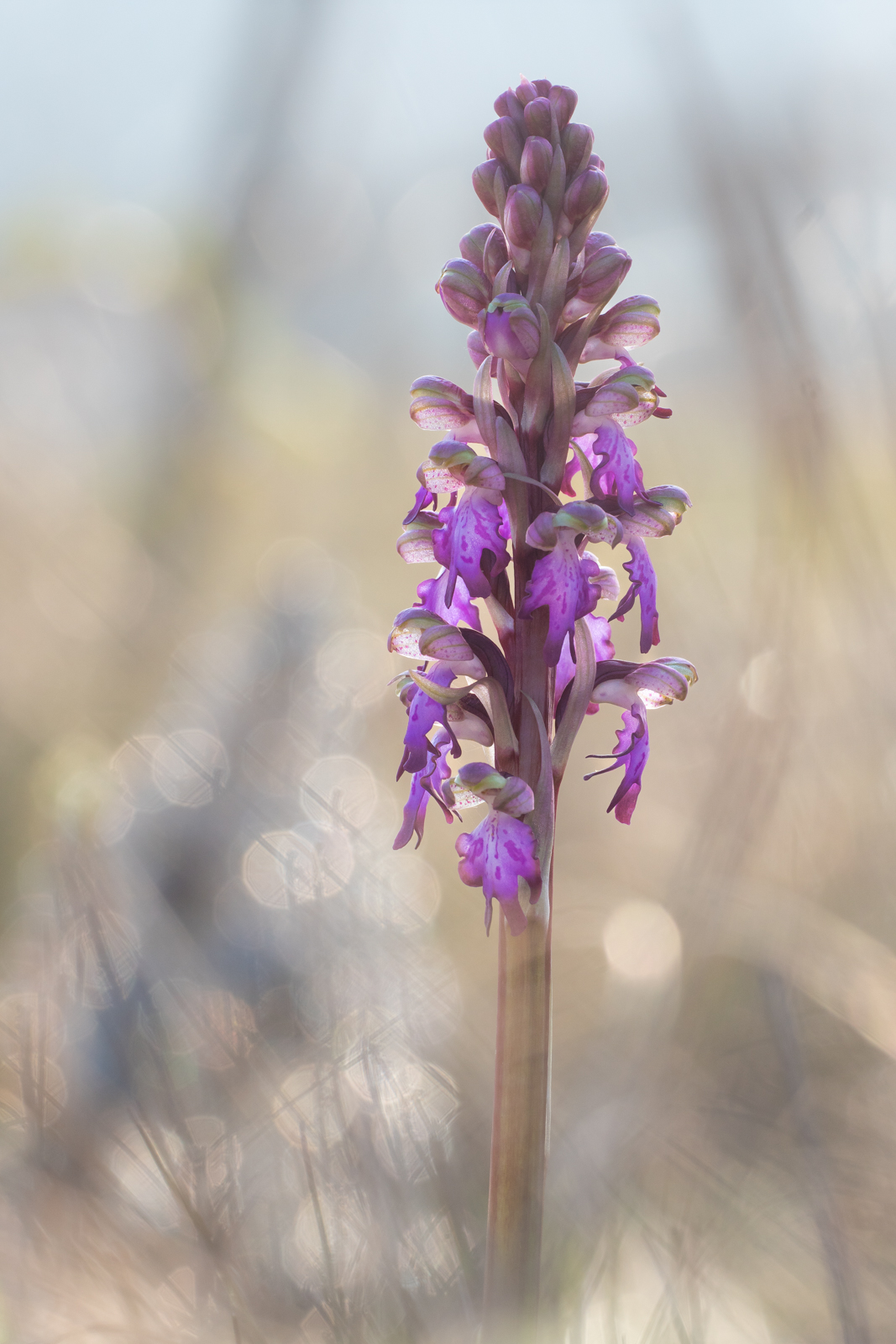 Himantoglossum robertianum