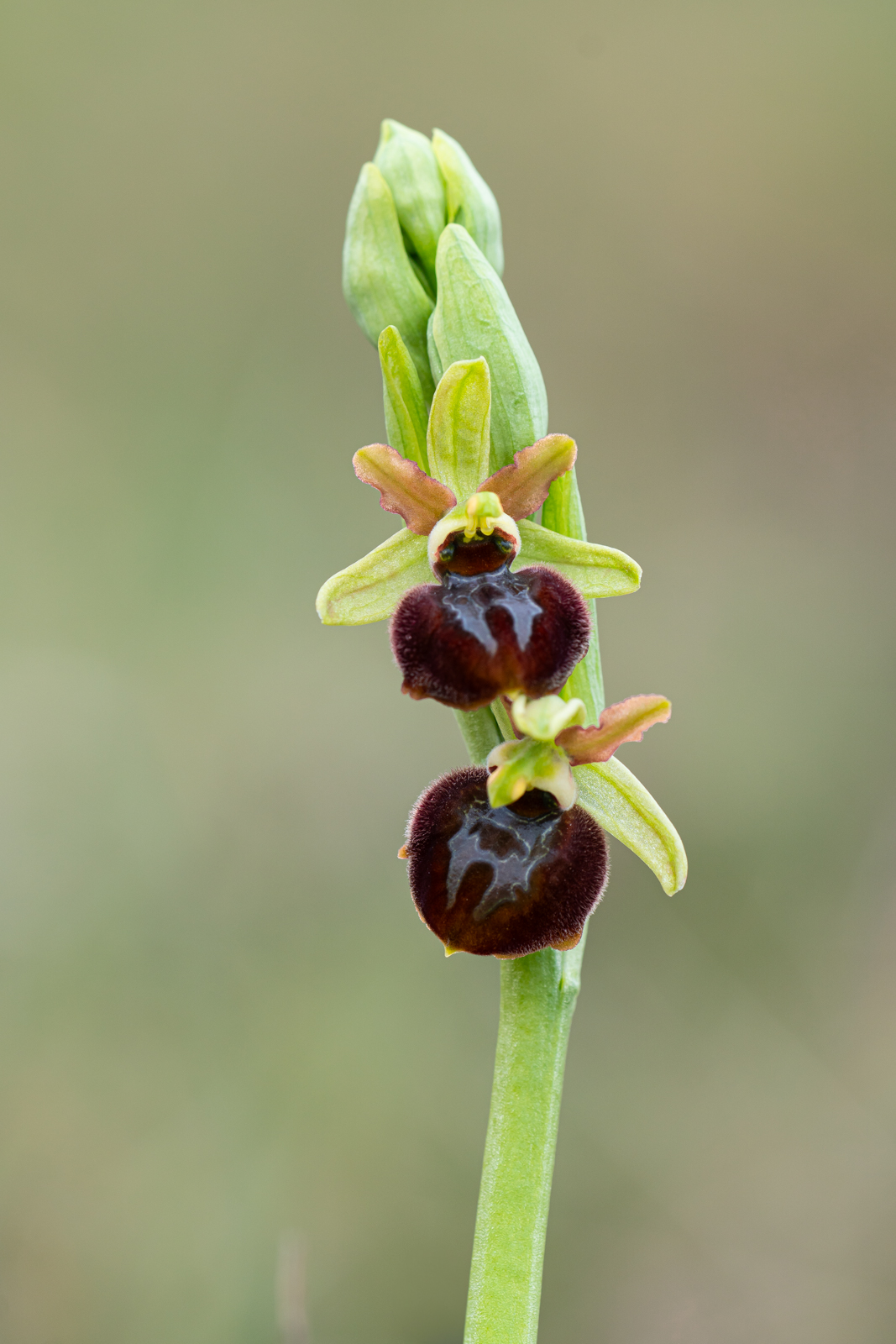Ophrys sphegodes