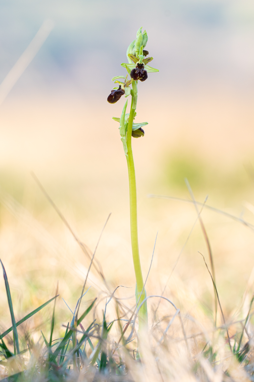 Ophrys sphegodes