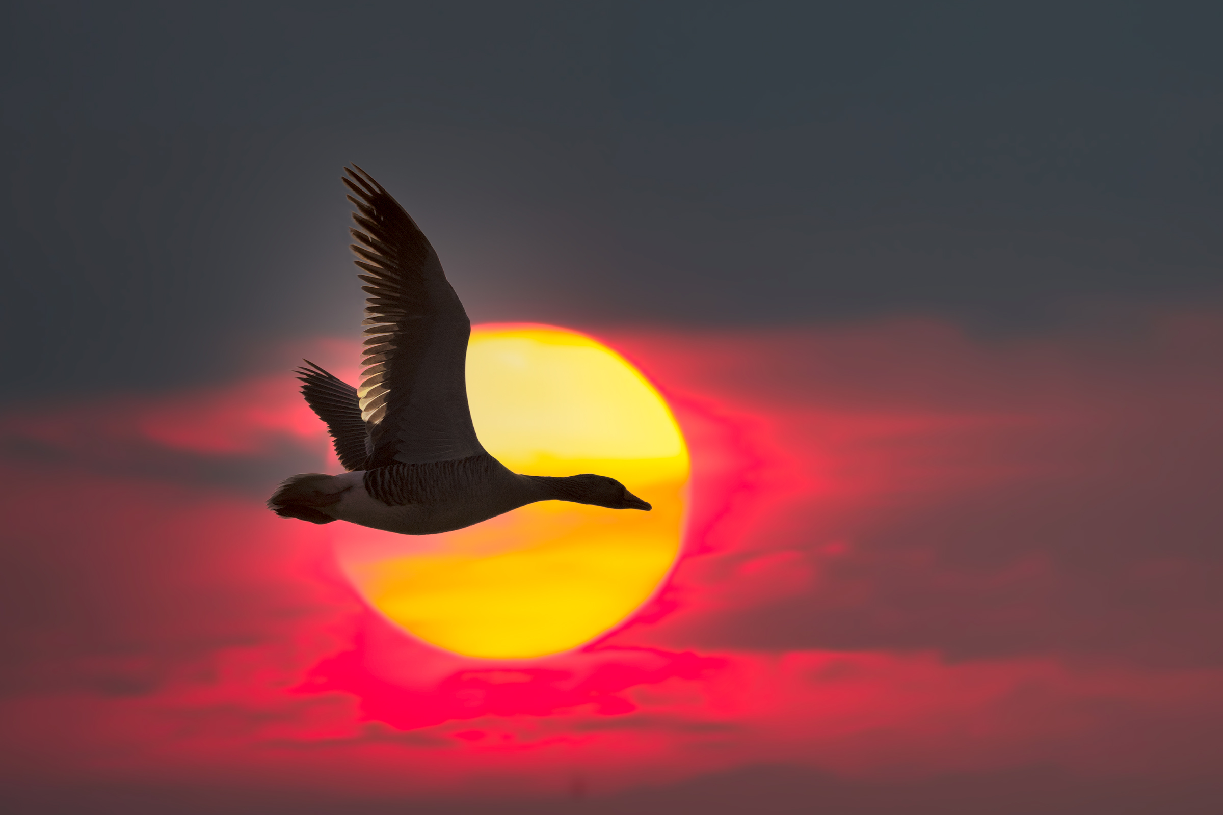 Wild goose at sunset