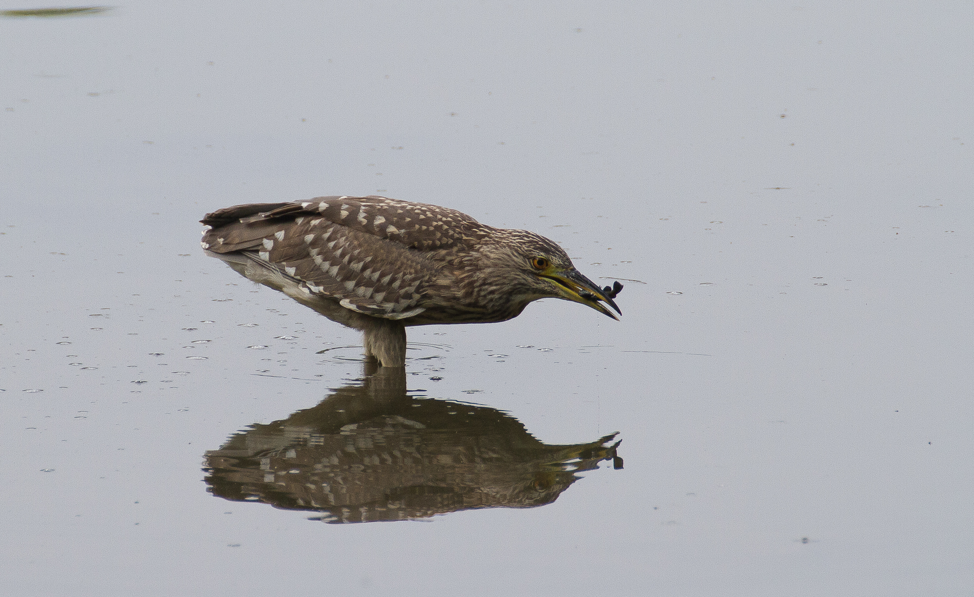 nitticcora with prey
