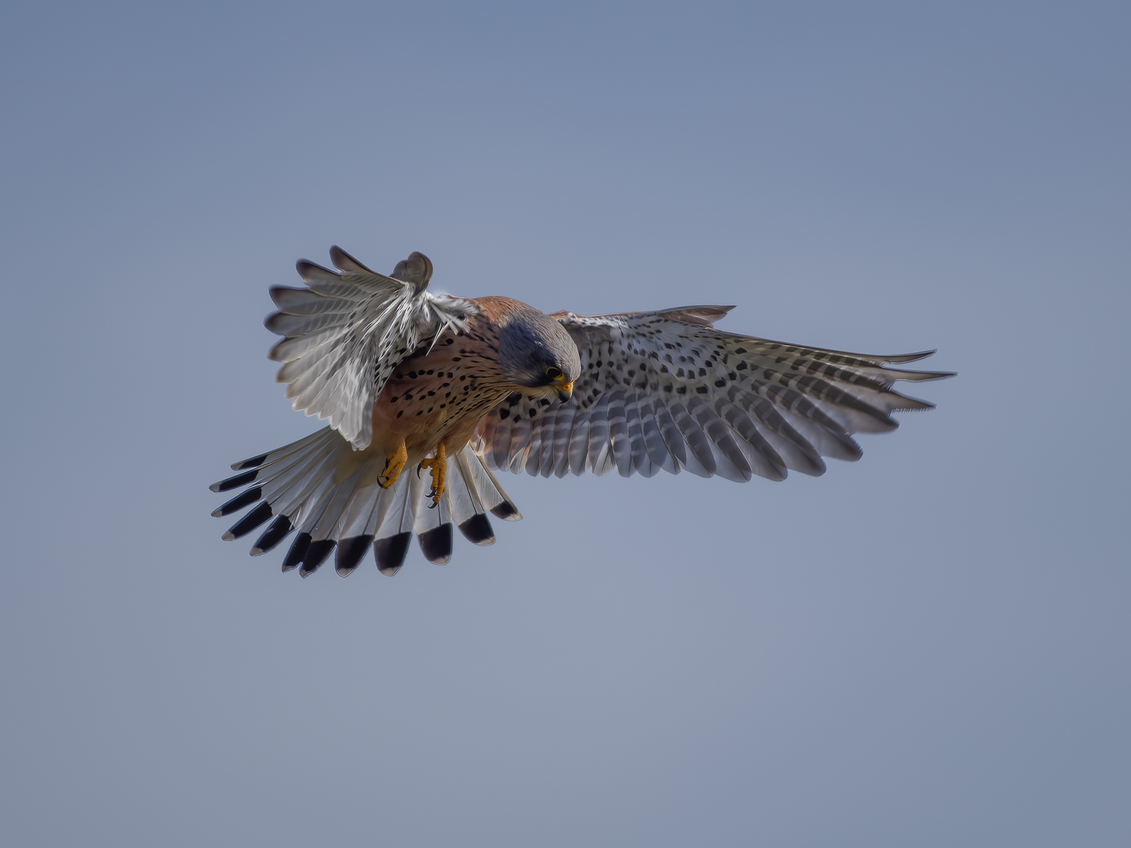 Gheppio : "Spirito Santo"