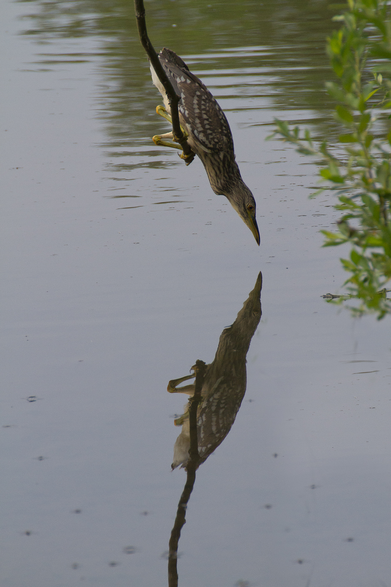 reflection nitticcora