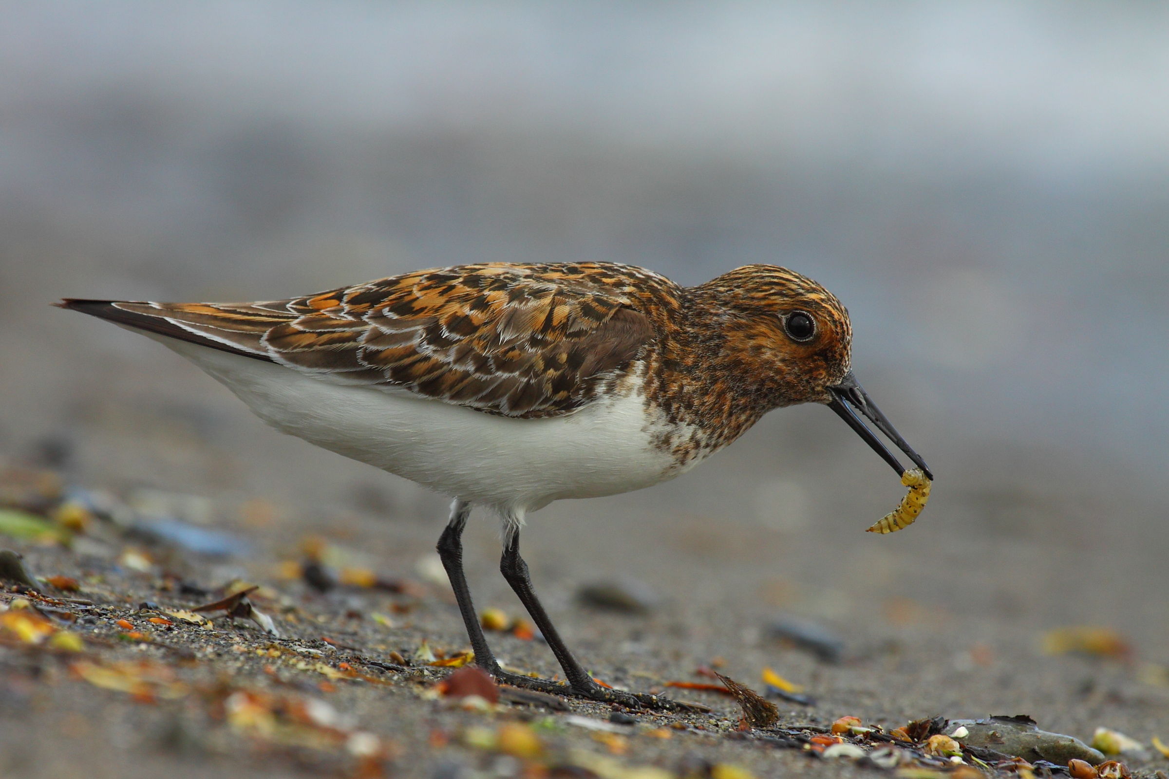 Piovanello tridattilo