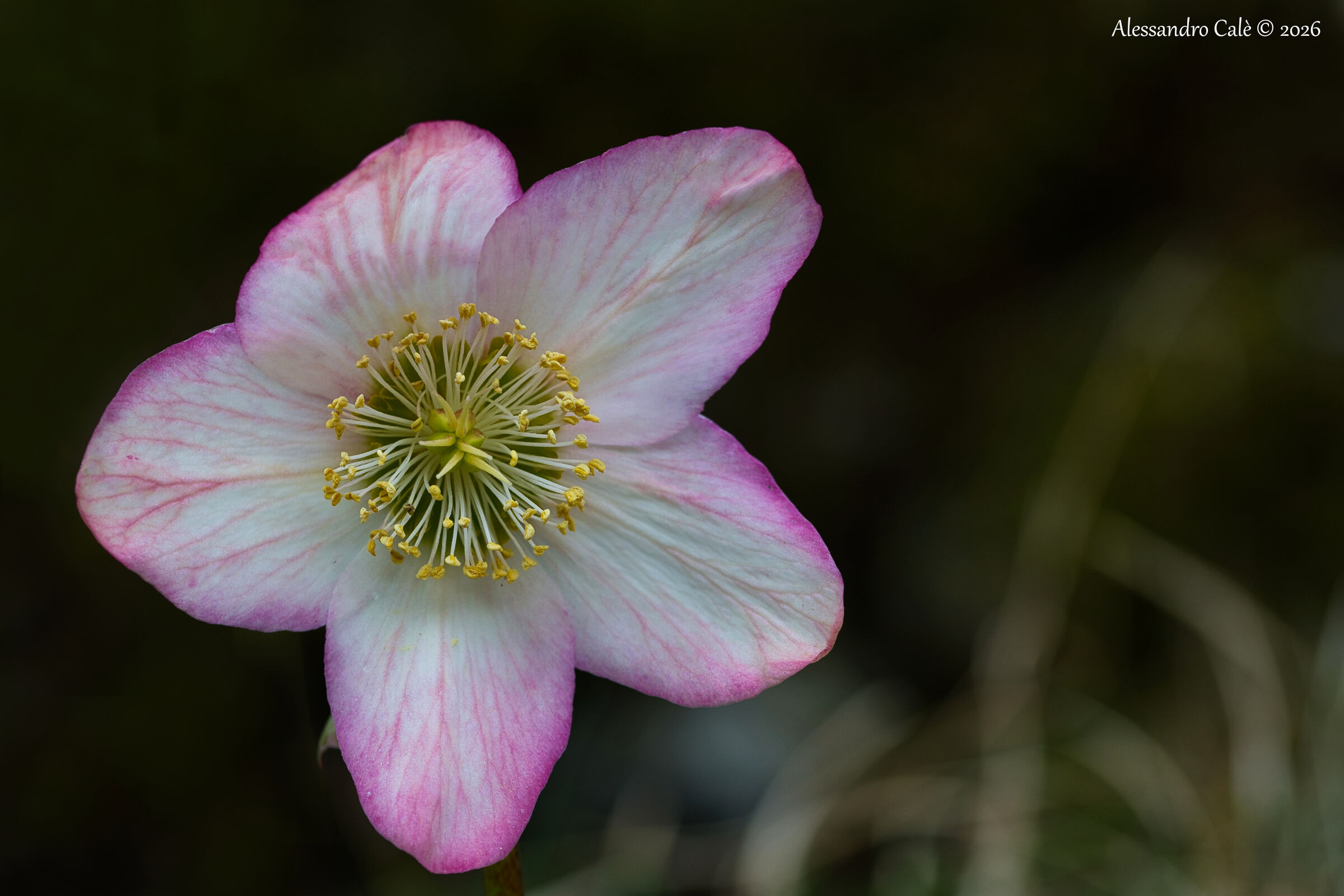 Helleborus niger (Rosa di Natale) 9604
