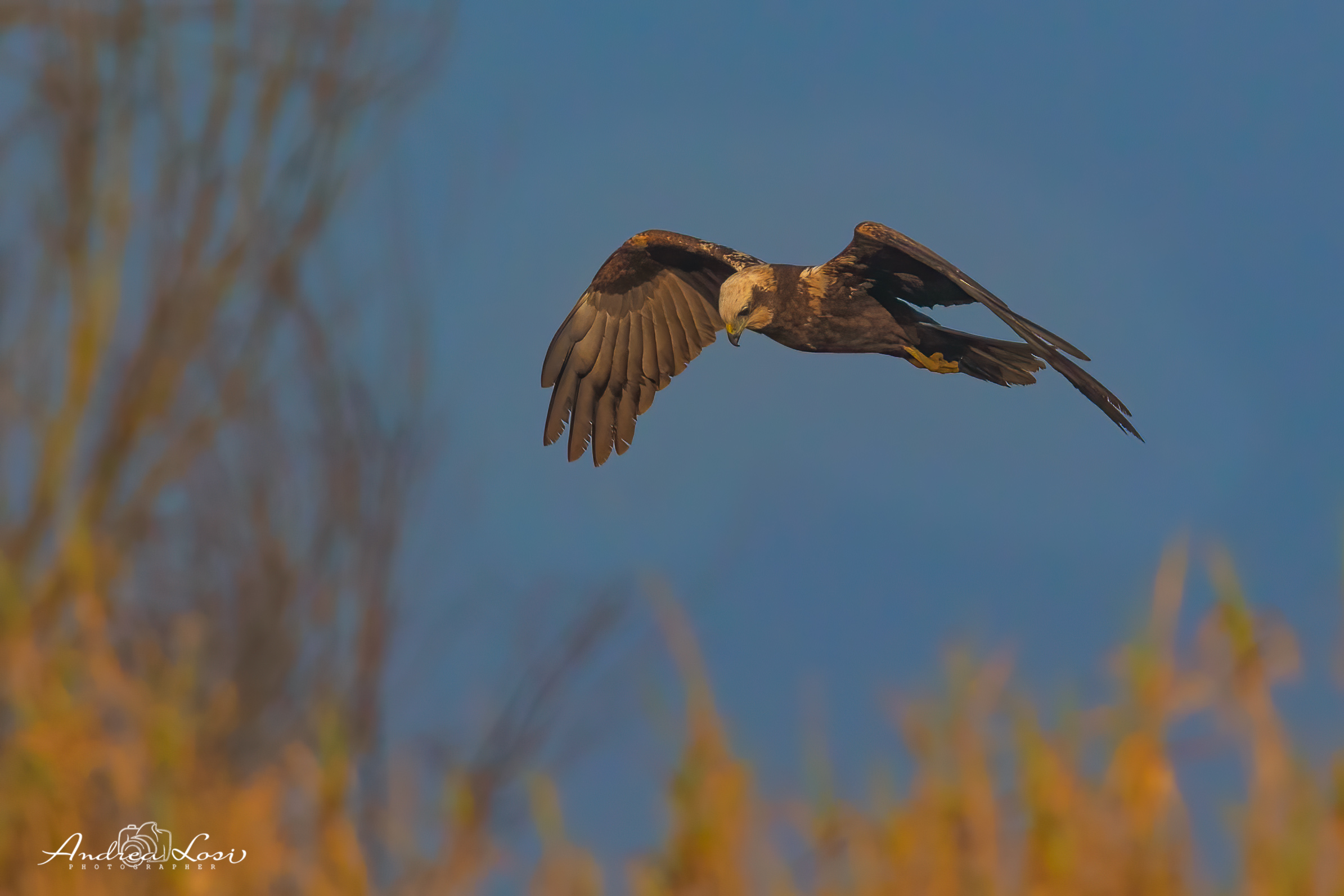 MARSH HARRIER