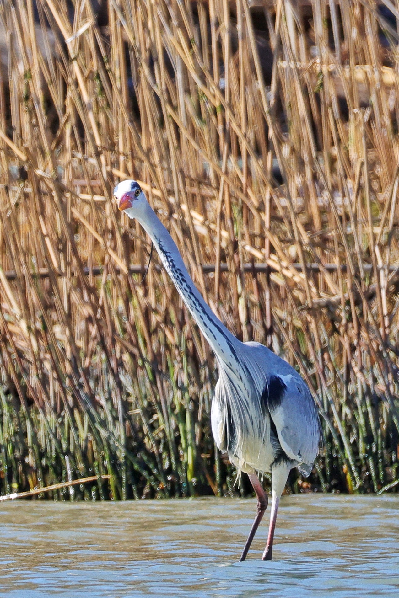 Ardea cinerea