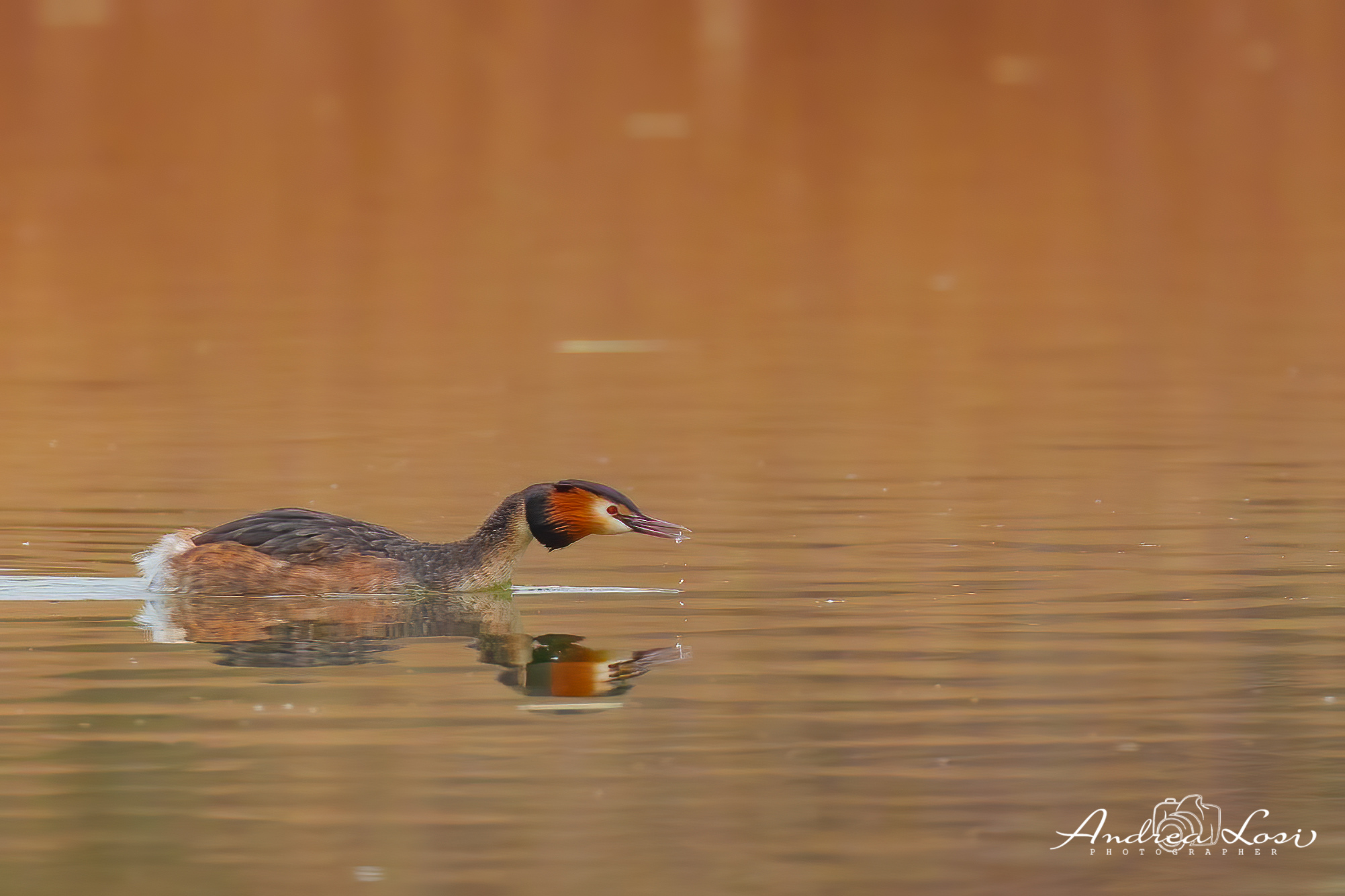The Great Crested Grebe