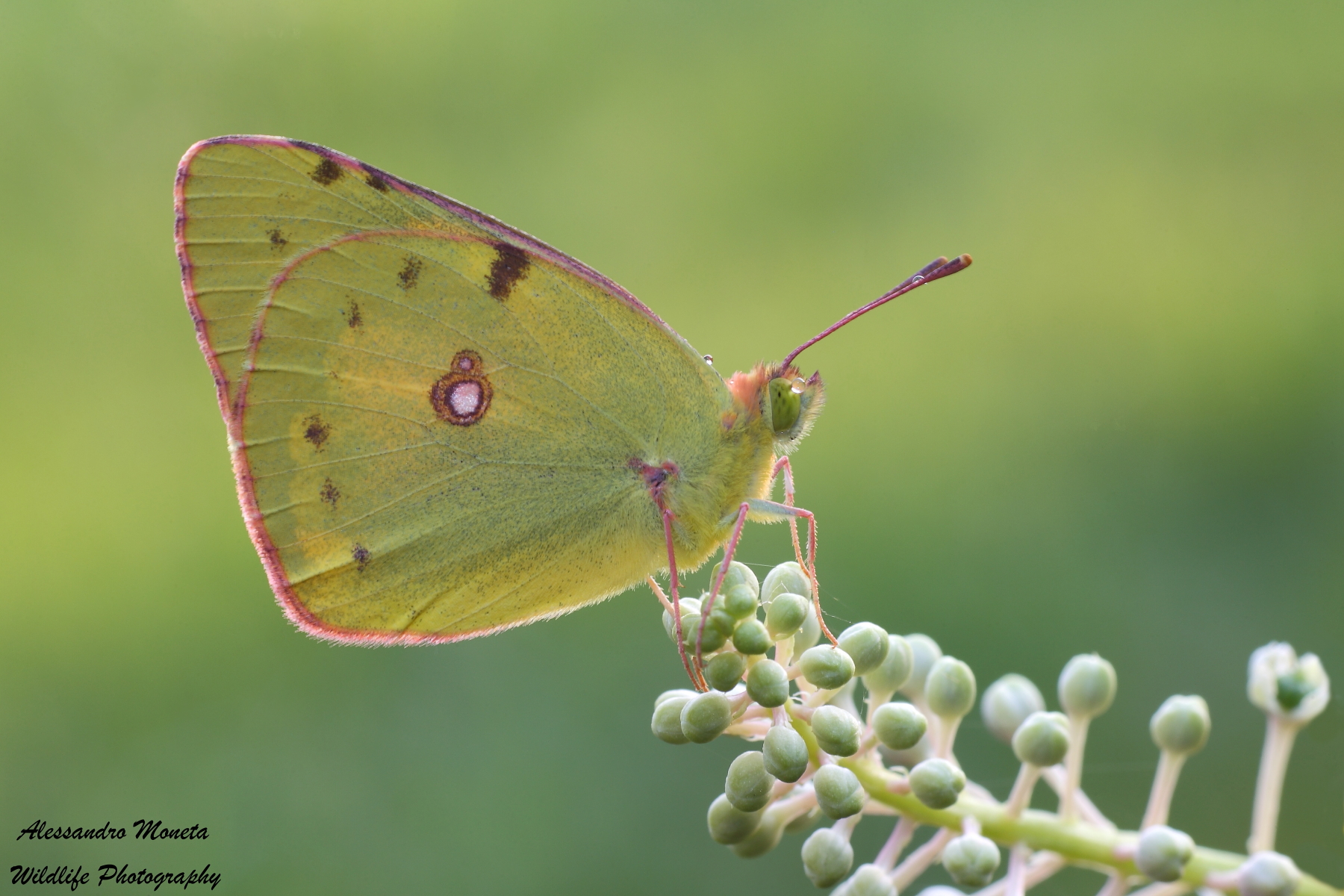 Colias crocea