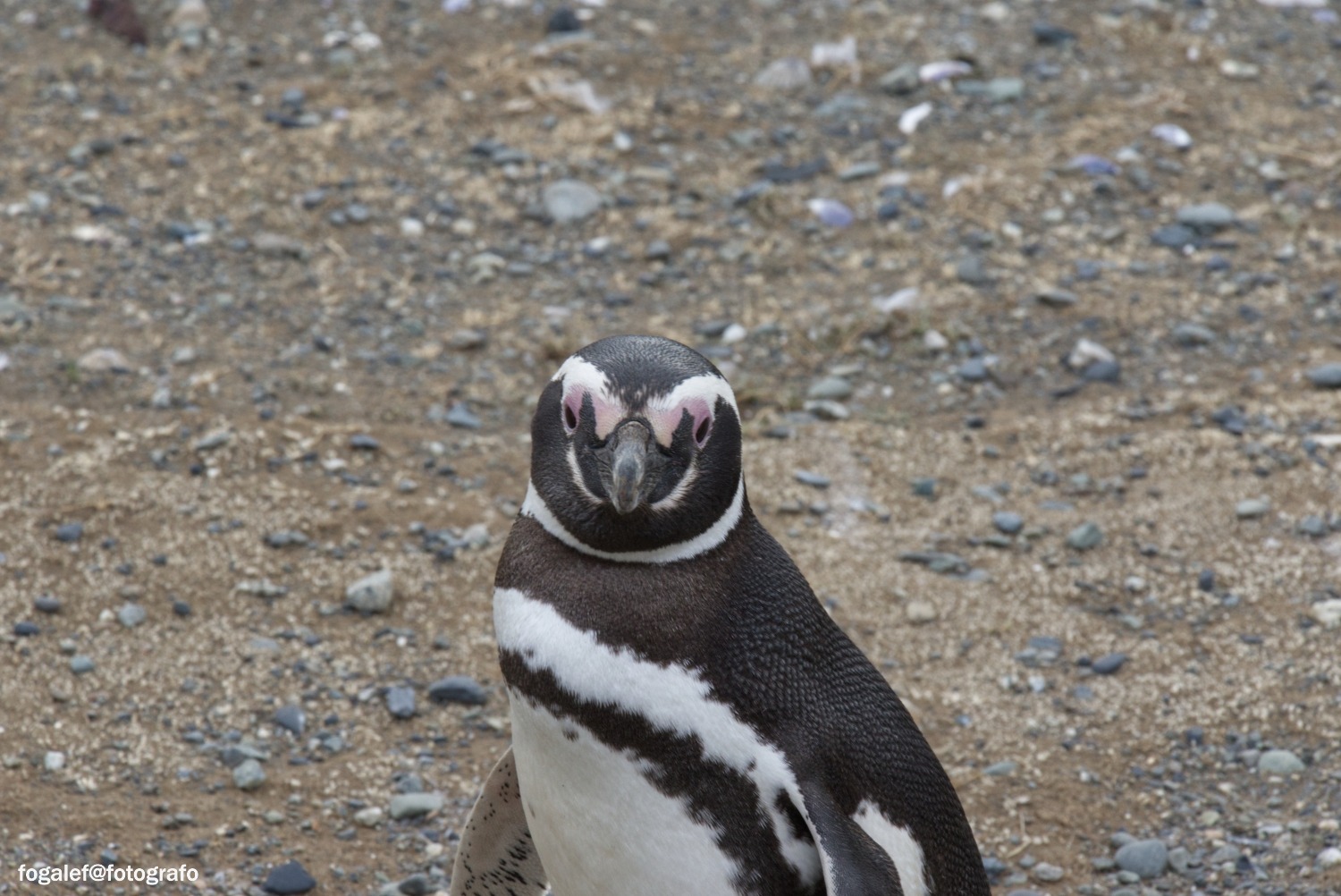 #Isla Magdalena #Chile
