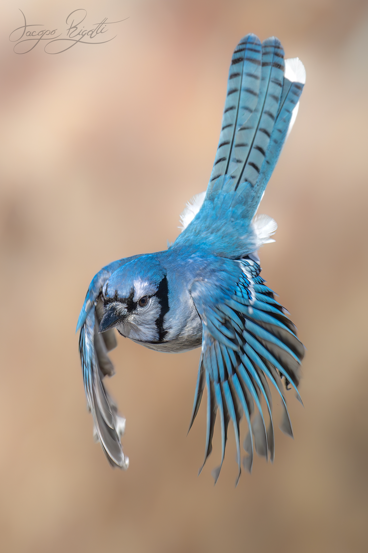 Ghiandaia azzurra americana