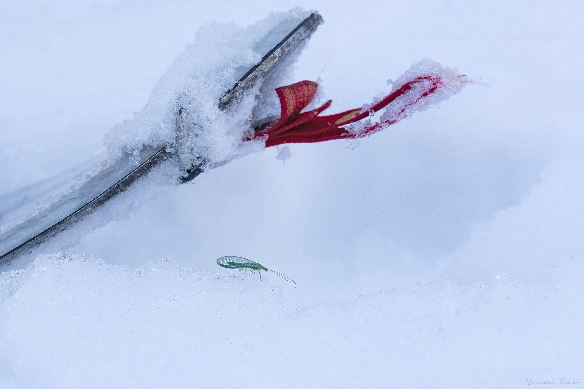 ... Life, winter, passions...