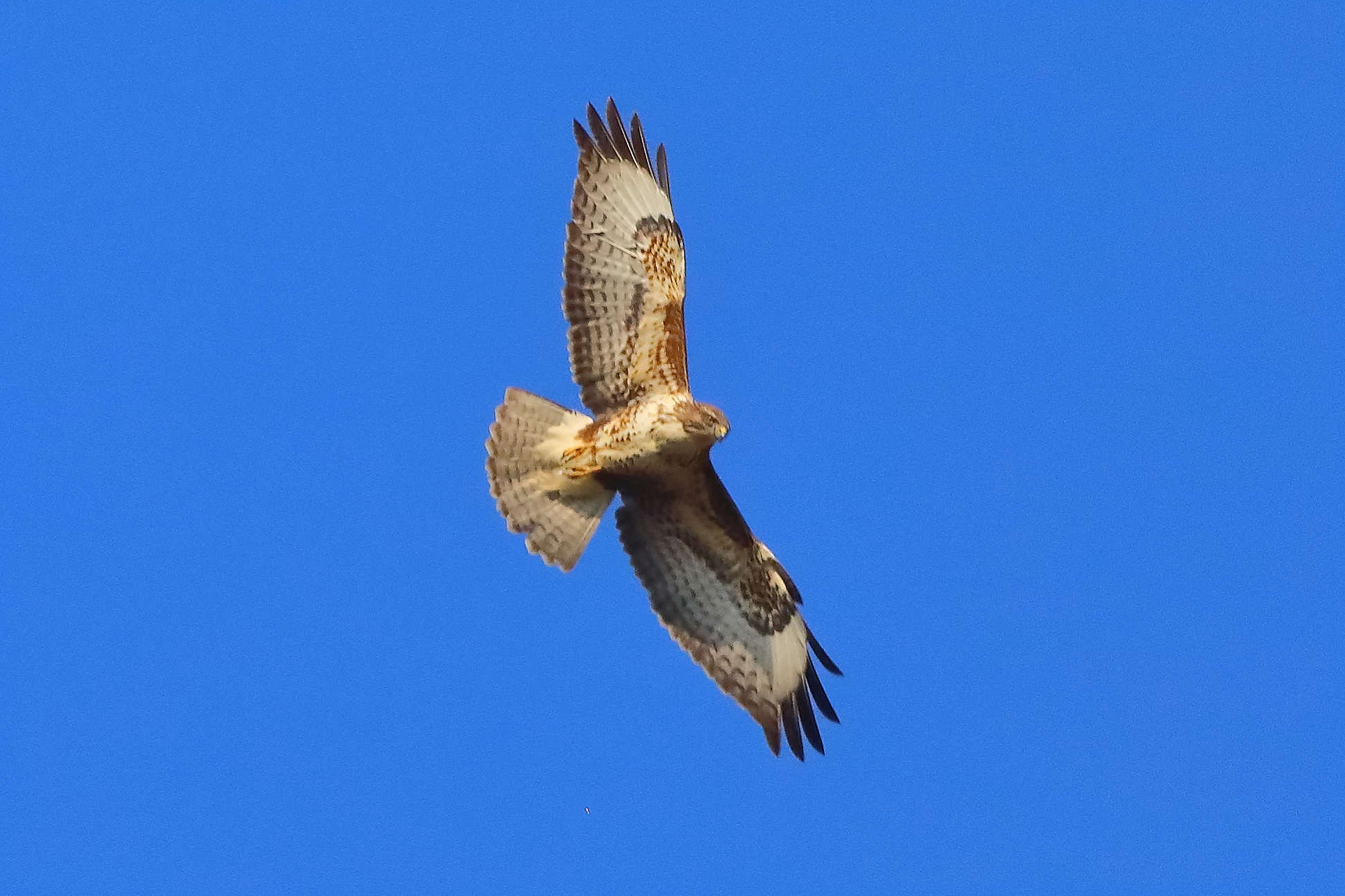 Buzzard 26 February 2026