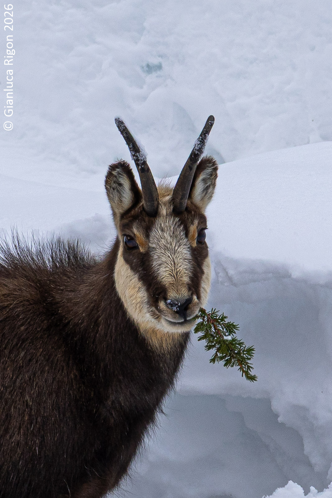 Lo spuntino del camoscio