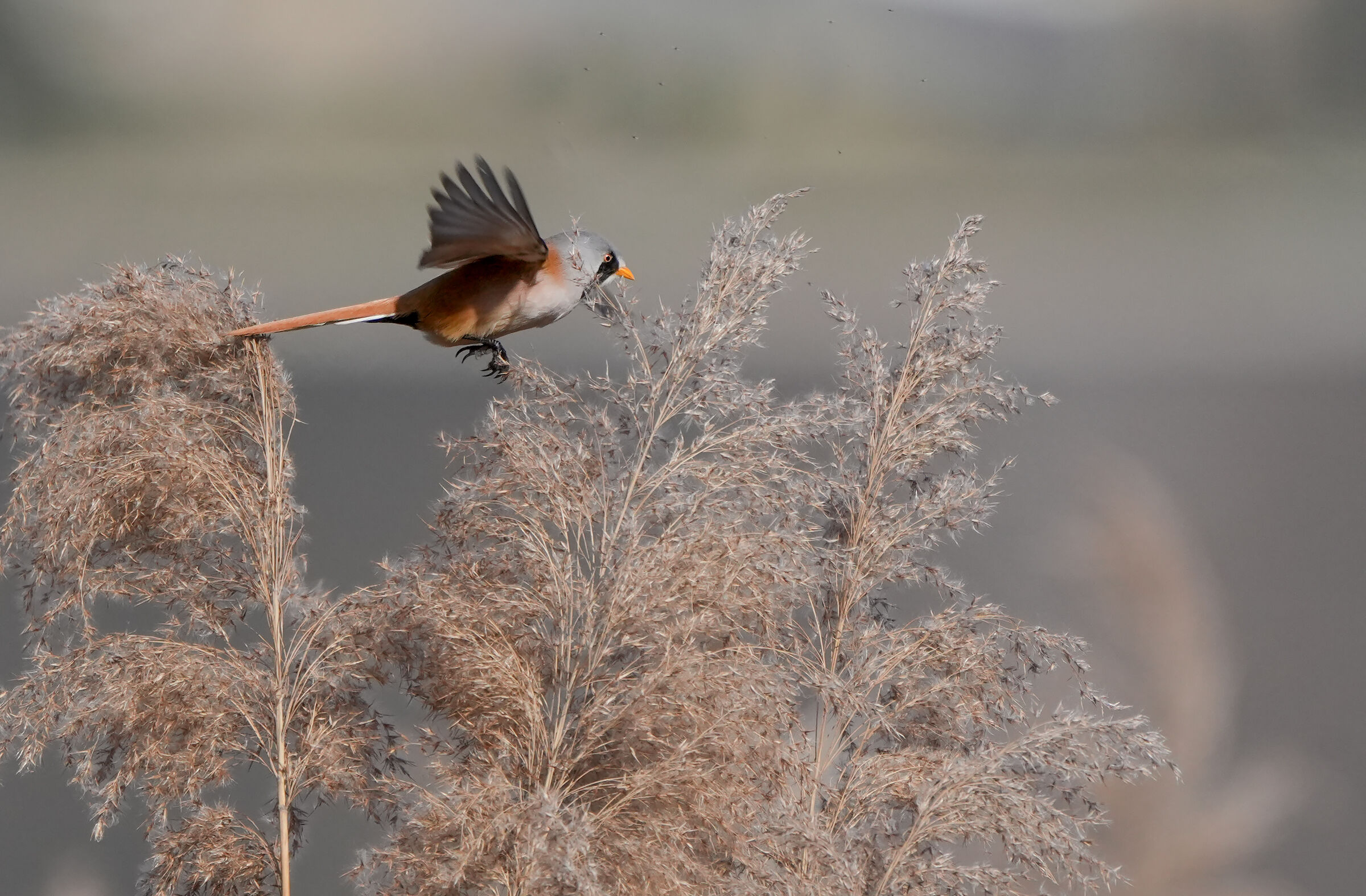 il volo del basettino