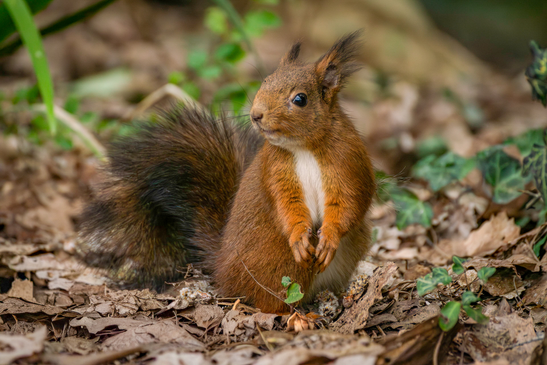 Red squirrel