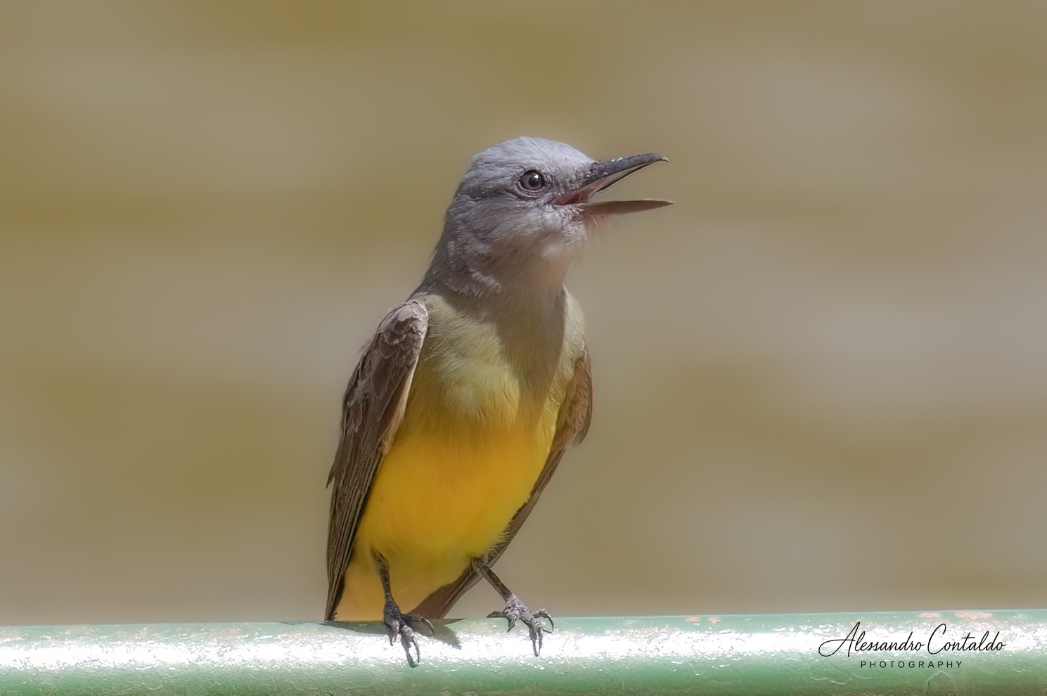 Suiriri (Tyrannus melancholicus)