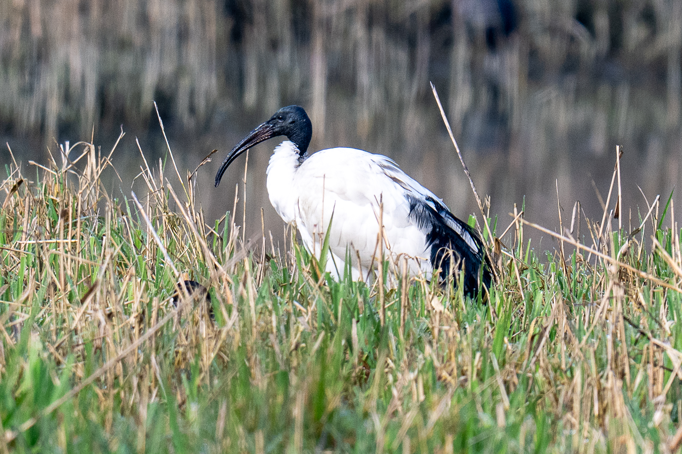 ibis