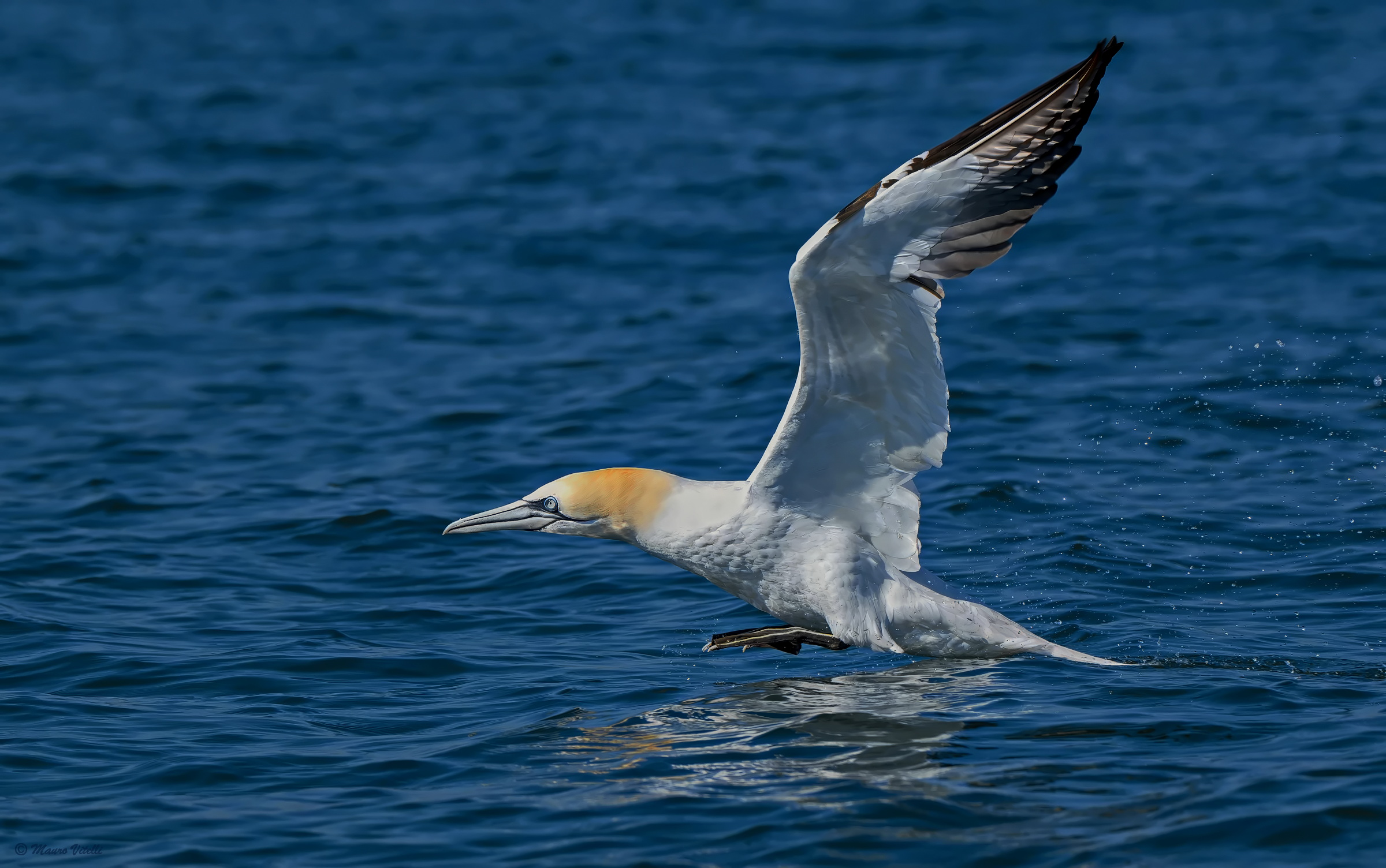 Gannet (Morus bassanus)