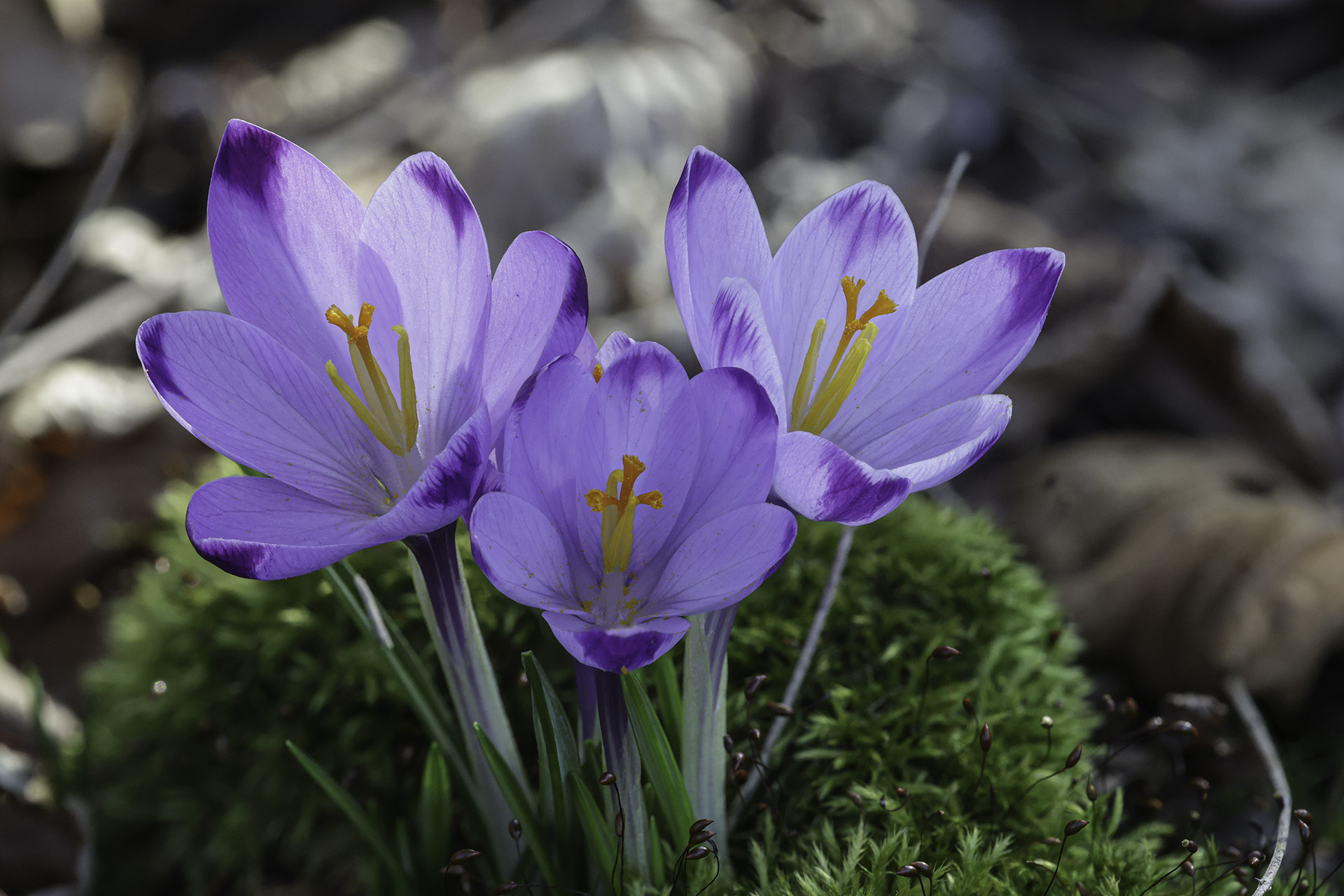 Crocus heuffelianus