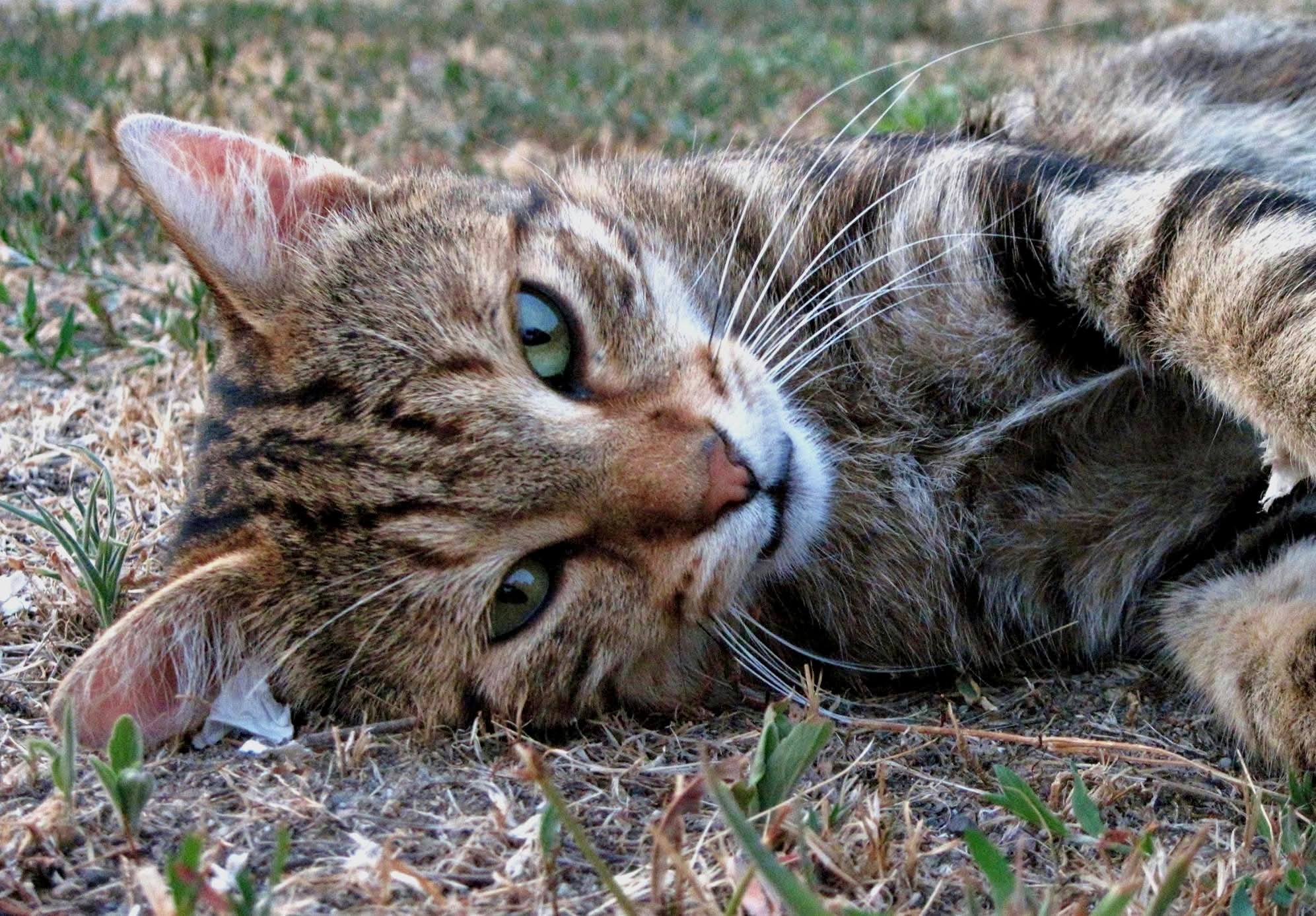 The model cat