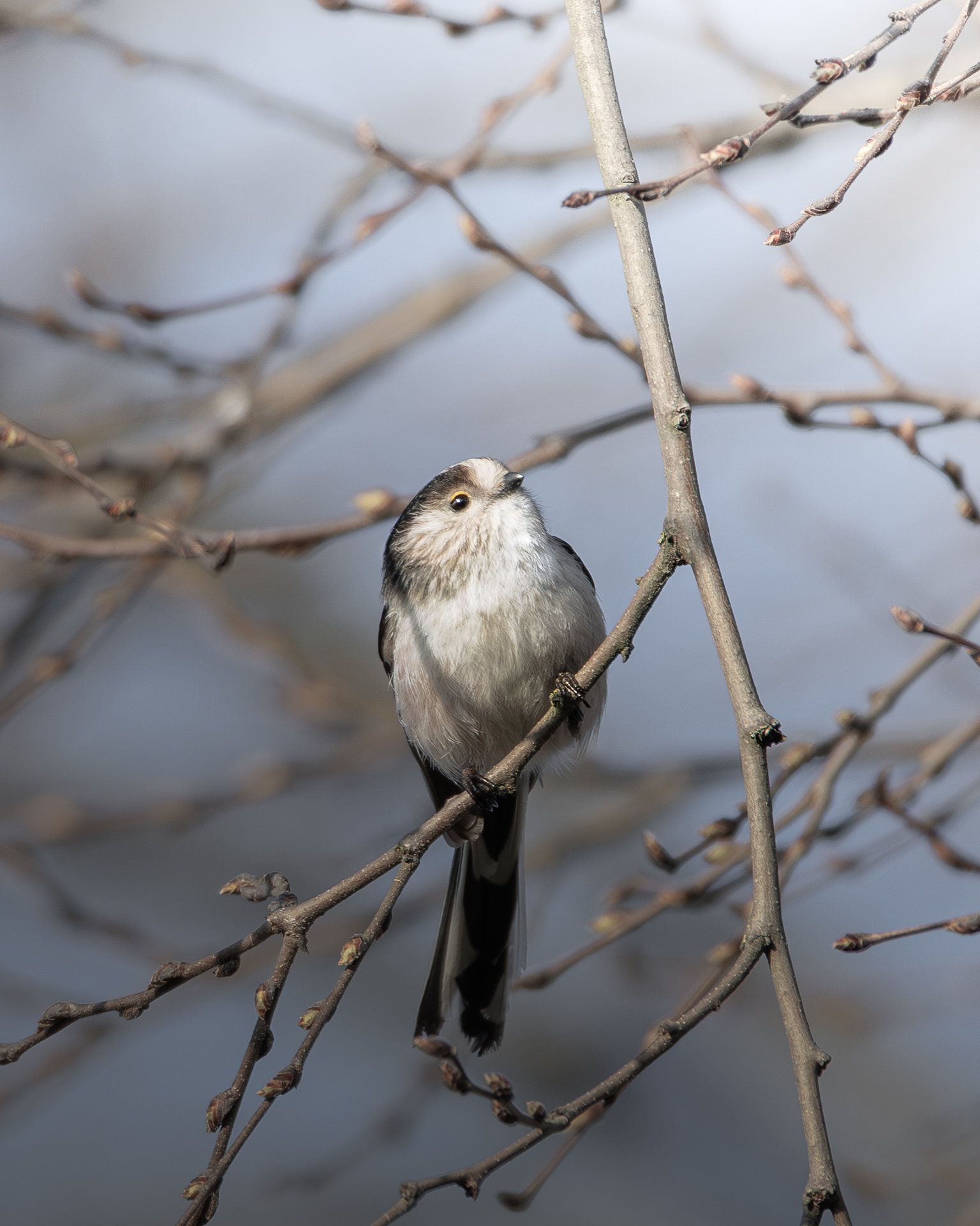 Long-tailed