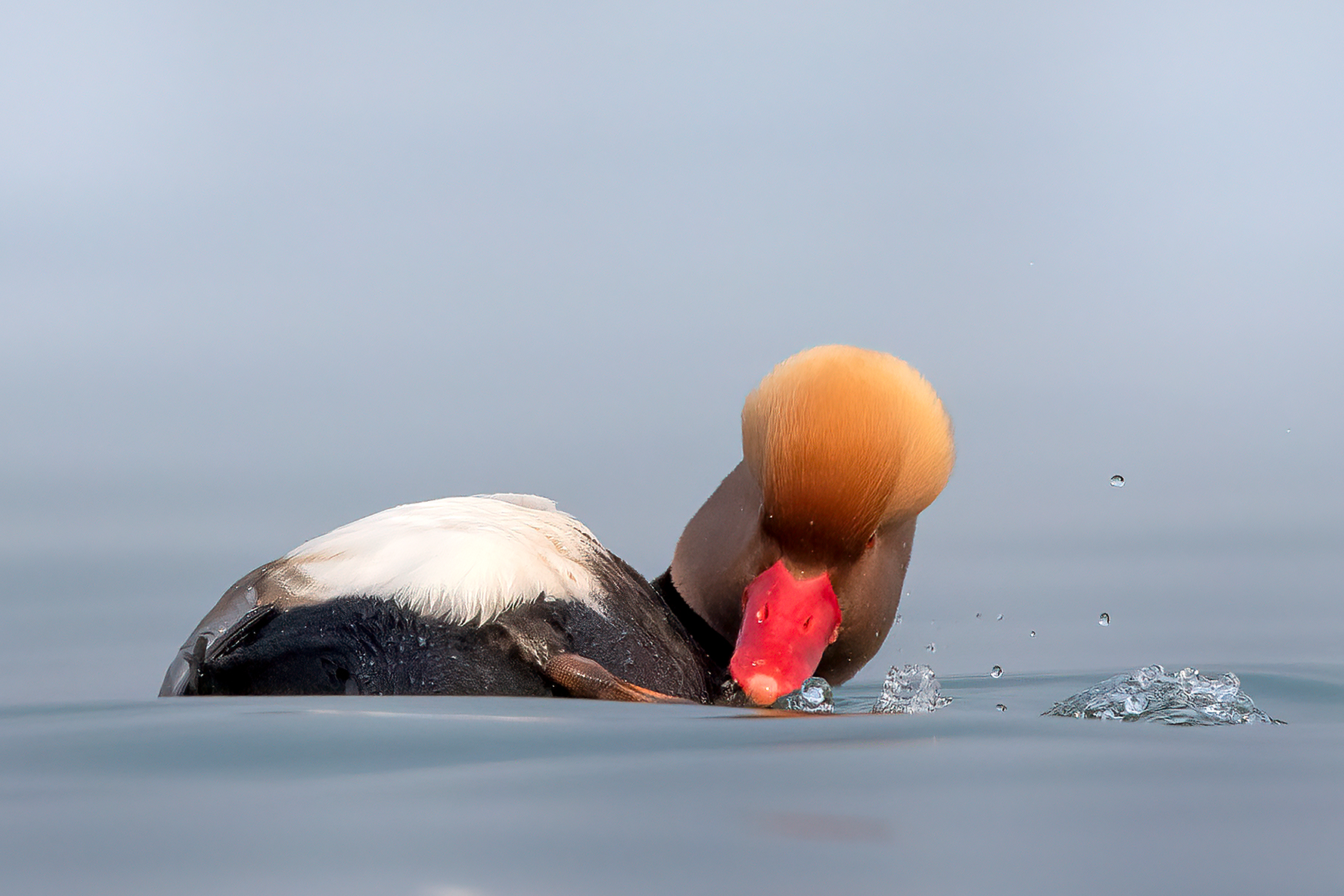 Fistione turco maschio