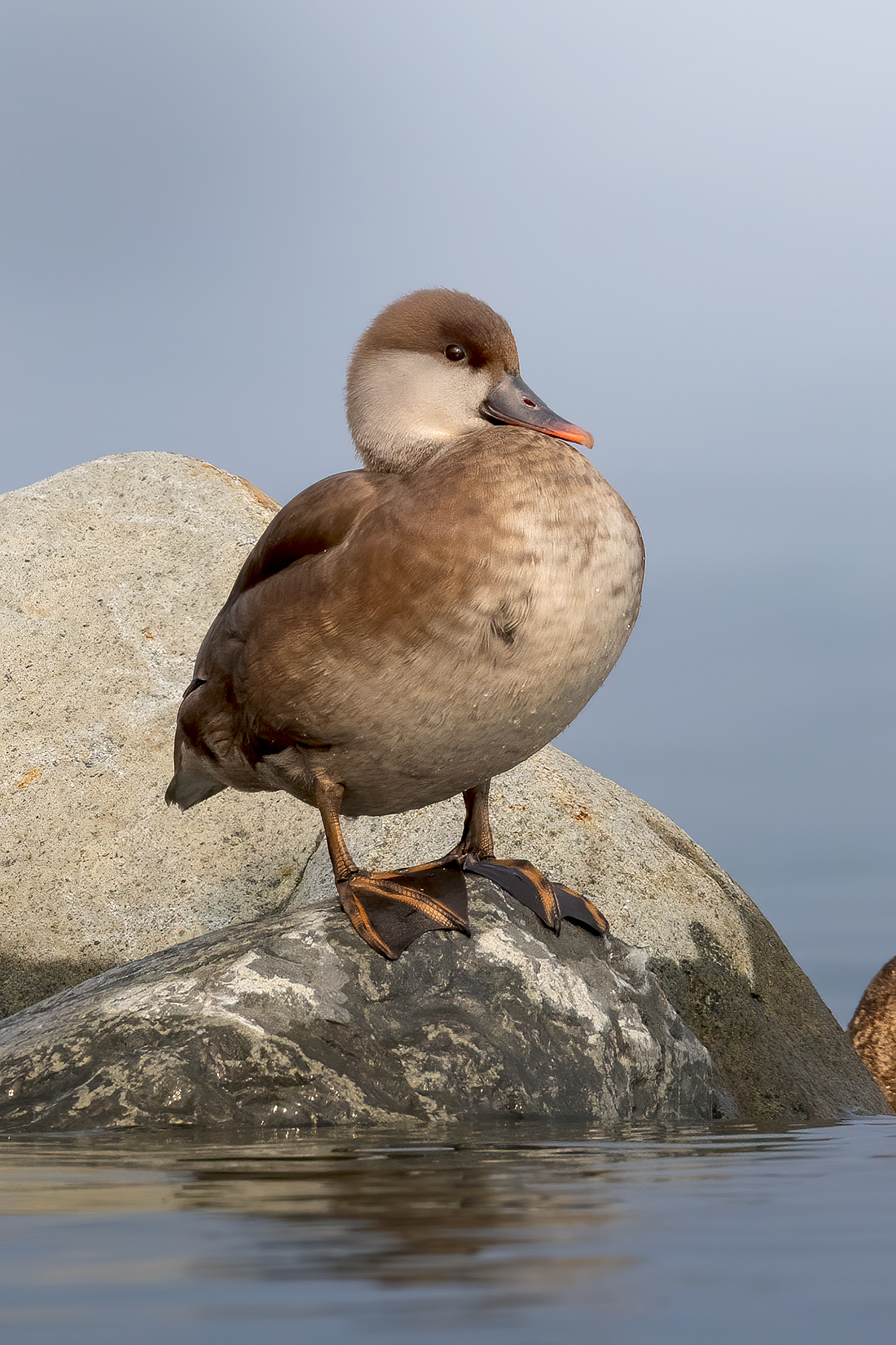 Fistione turco femmina