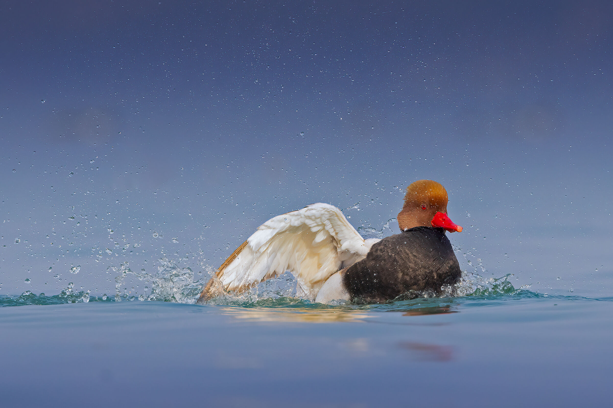 Fistione turco maschio