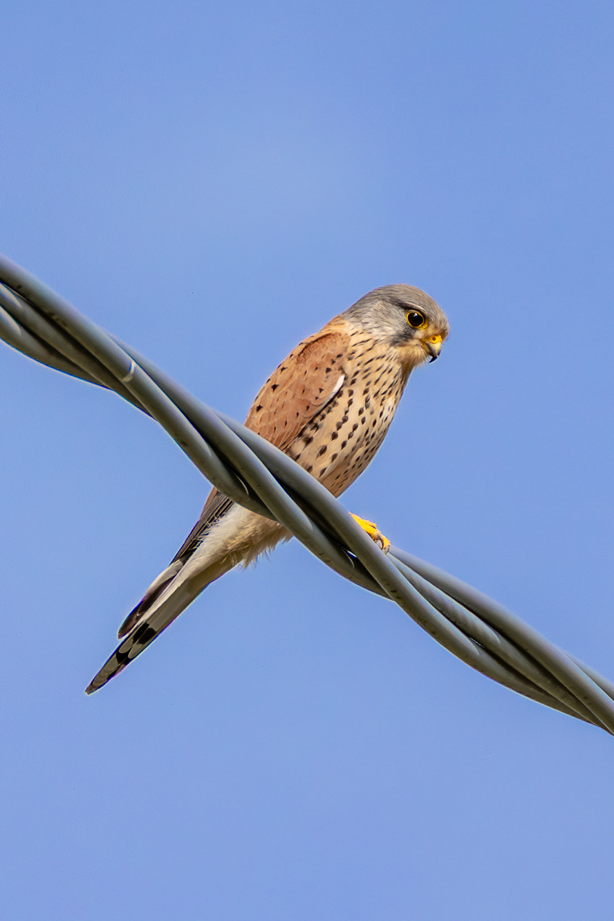 Male kestrel