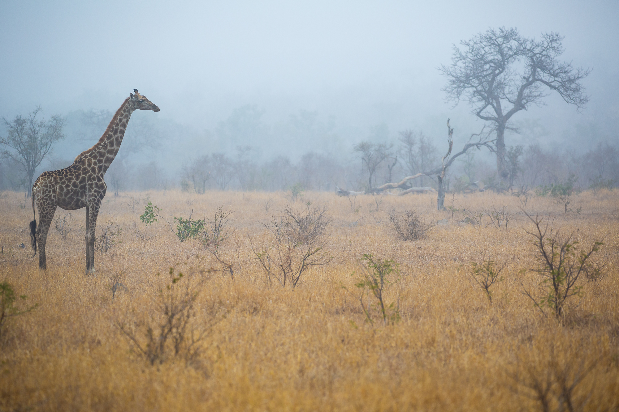 Giraffa nella nebbia