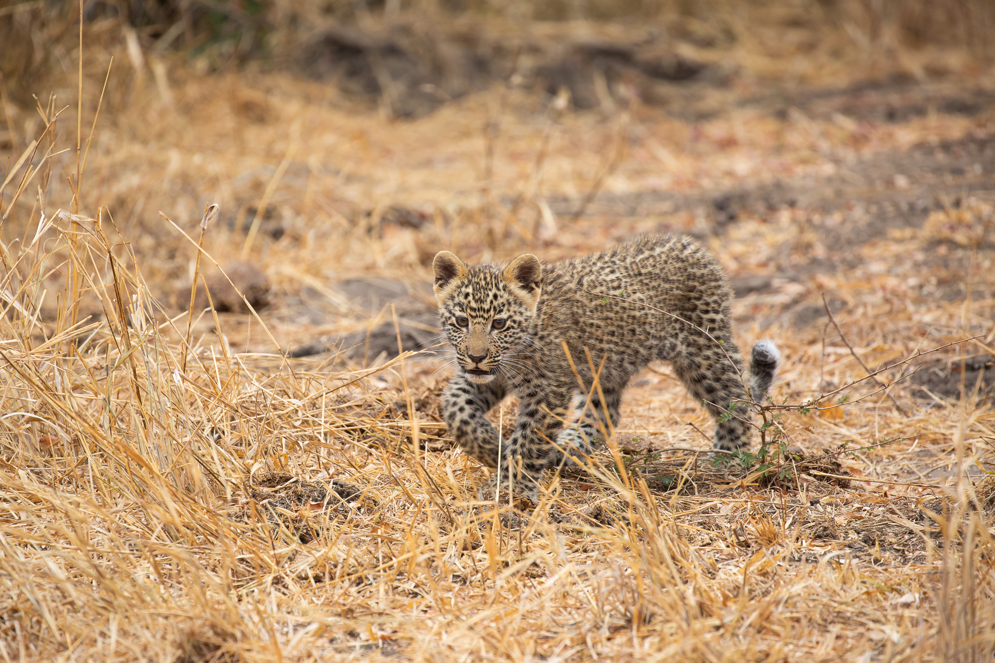 Cucciolo di leopardo