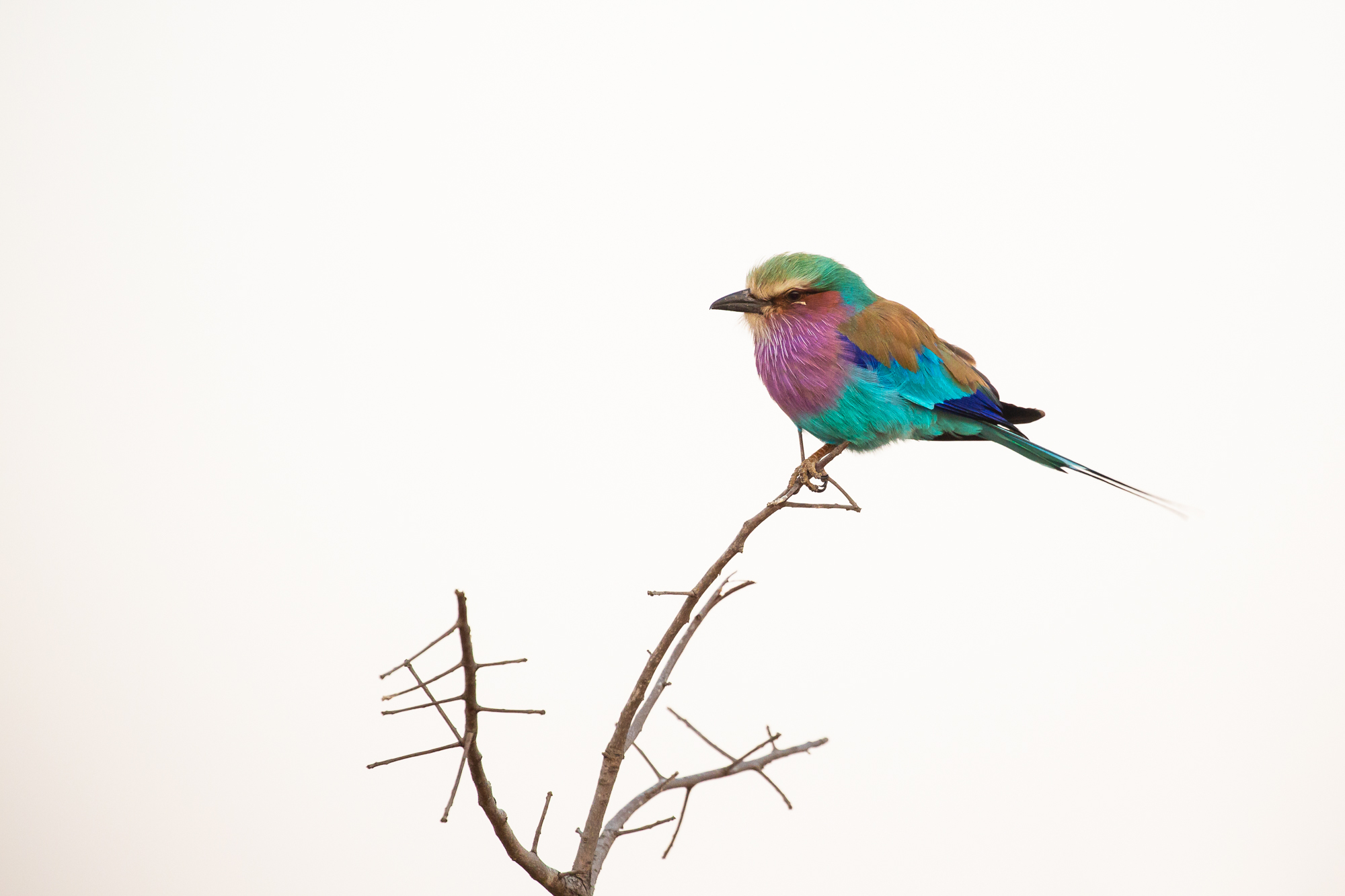 Ghiandaia marina pettolilla