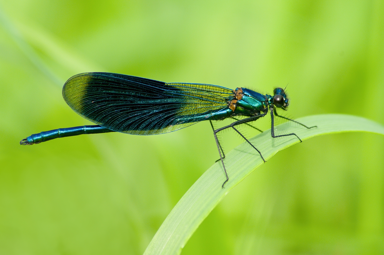 Calopteryx splendens-Maschio